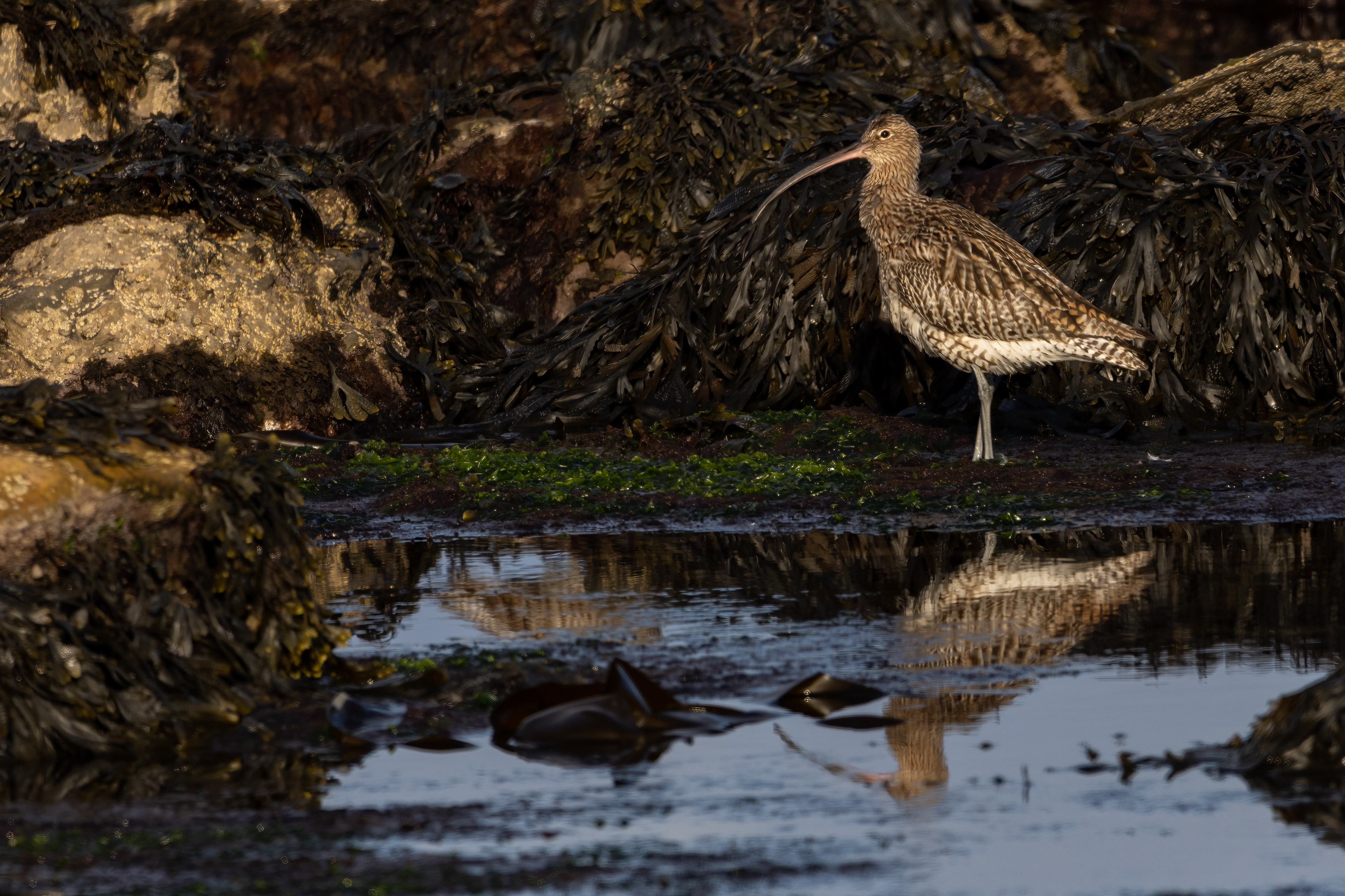 Curlew