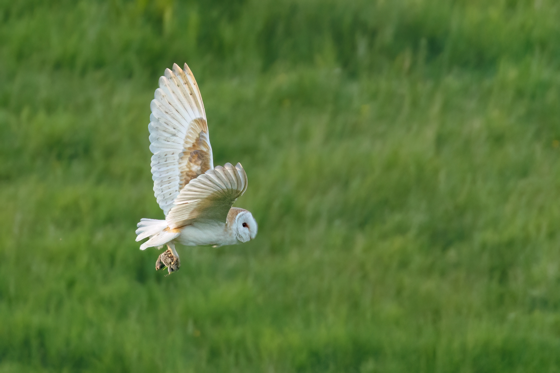 Barn Owl