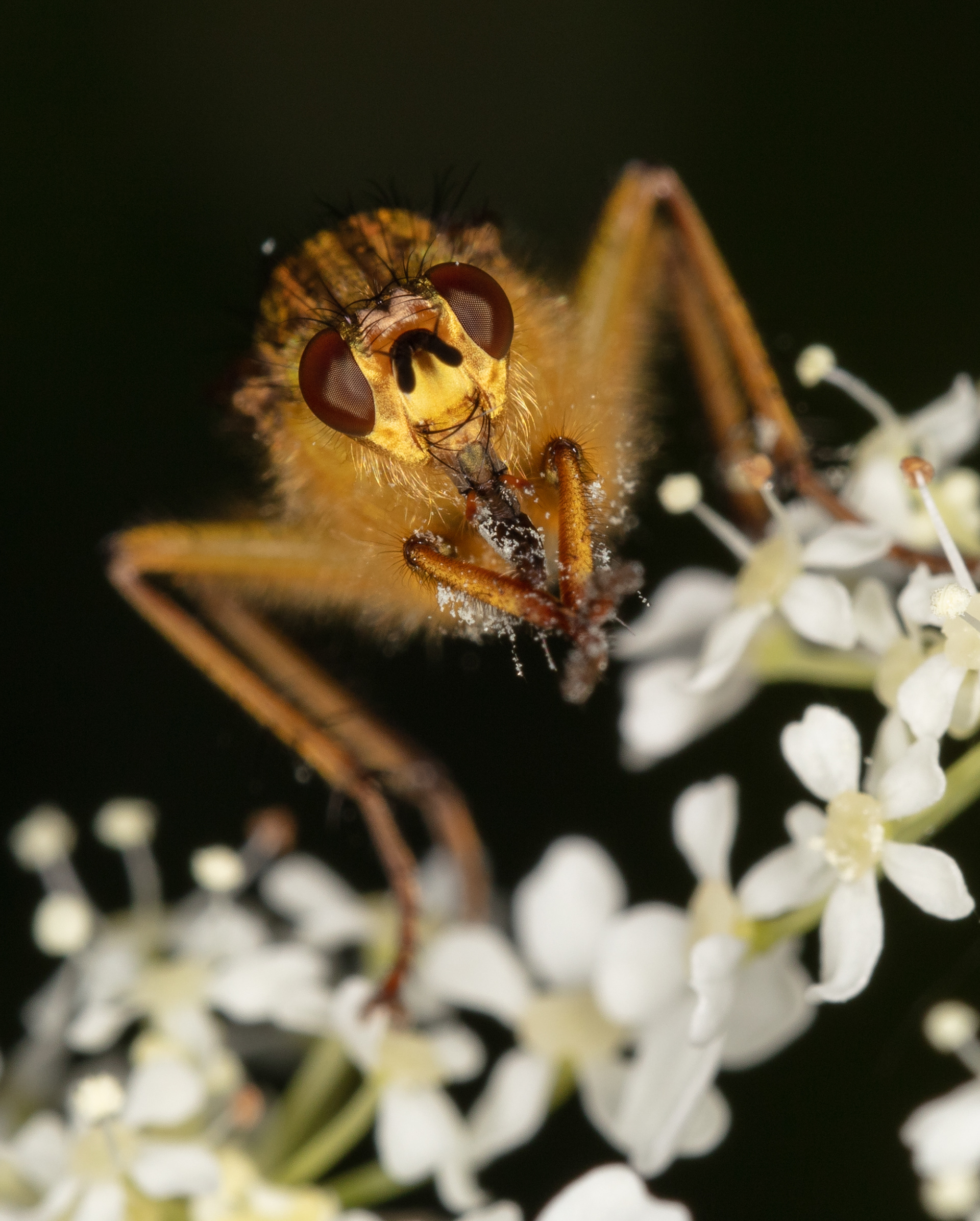 Yellow Dung Fly