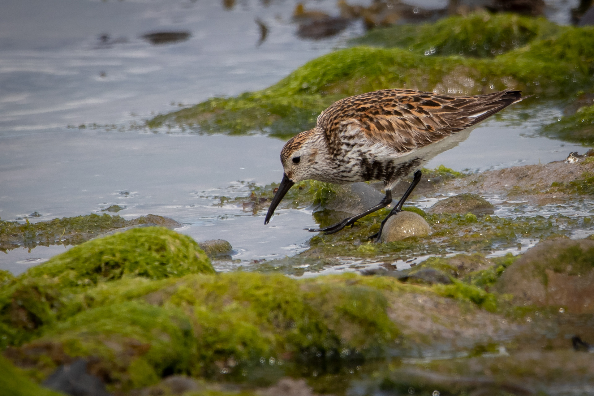 Dunlin
