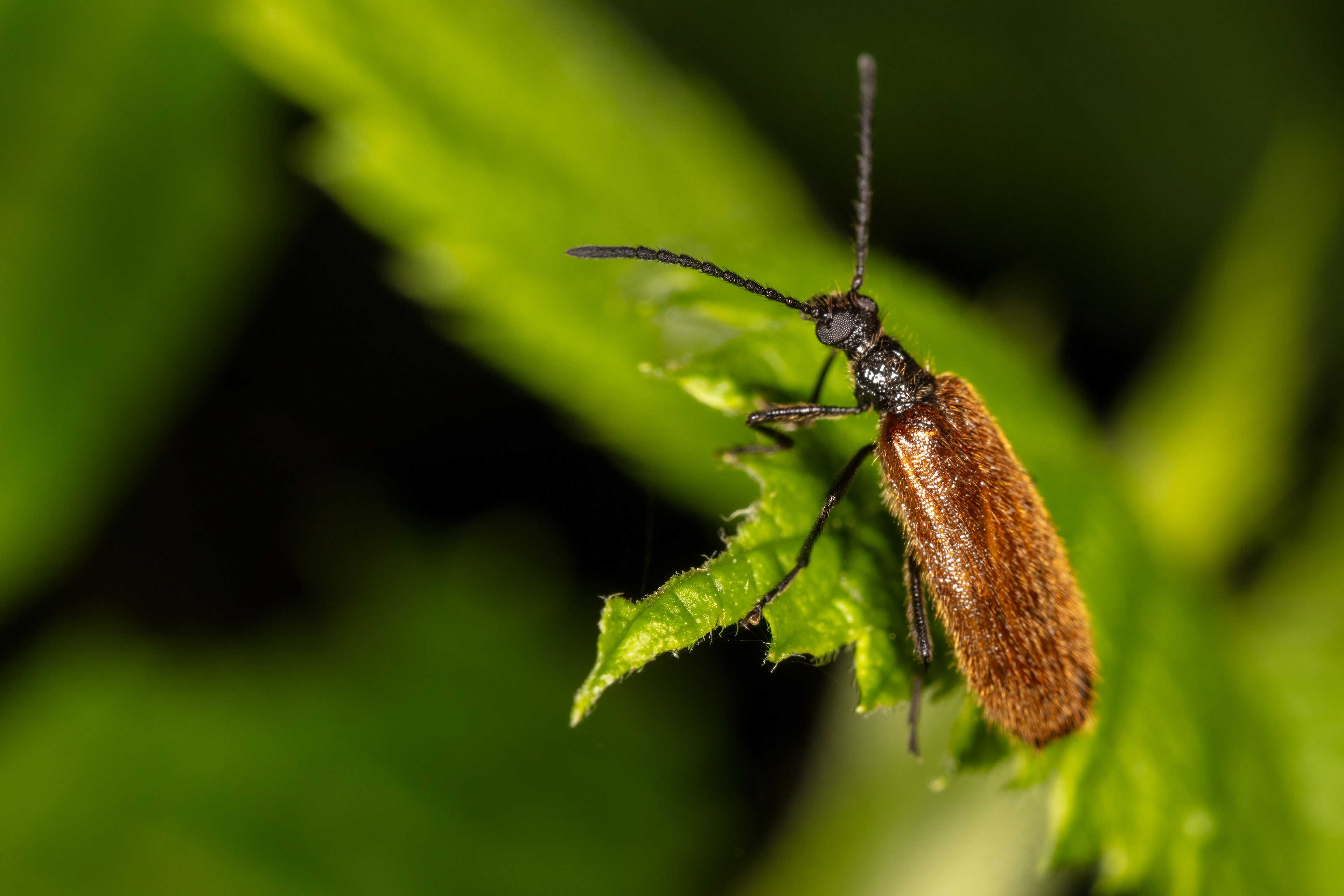 Lagria Hirta Beetle