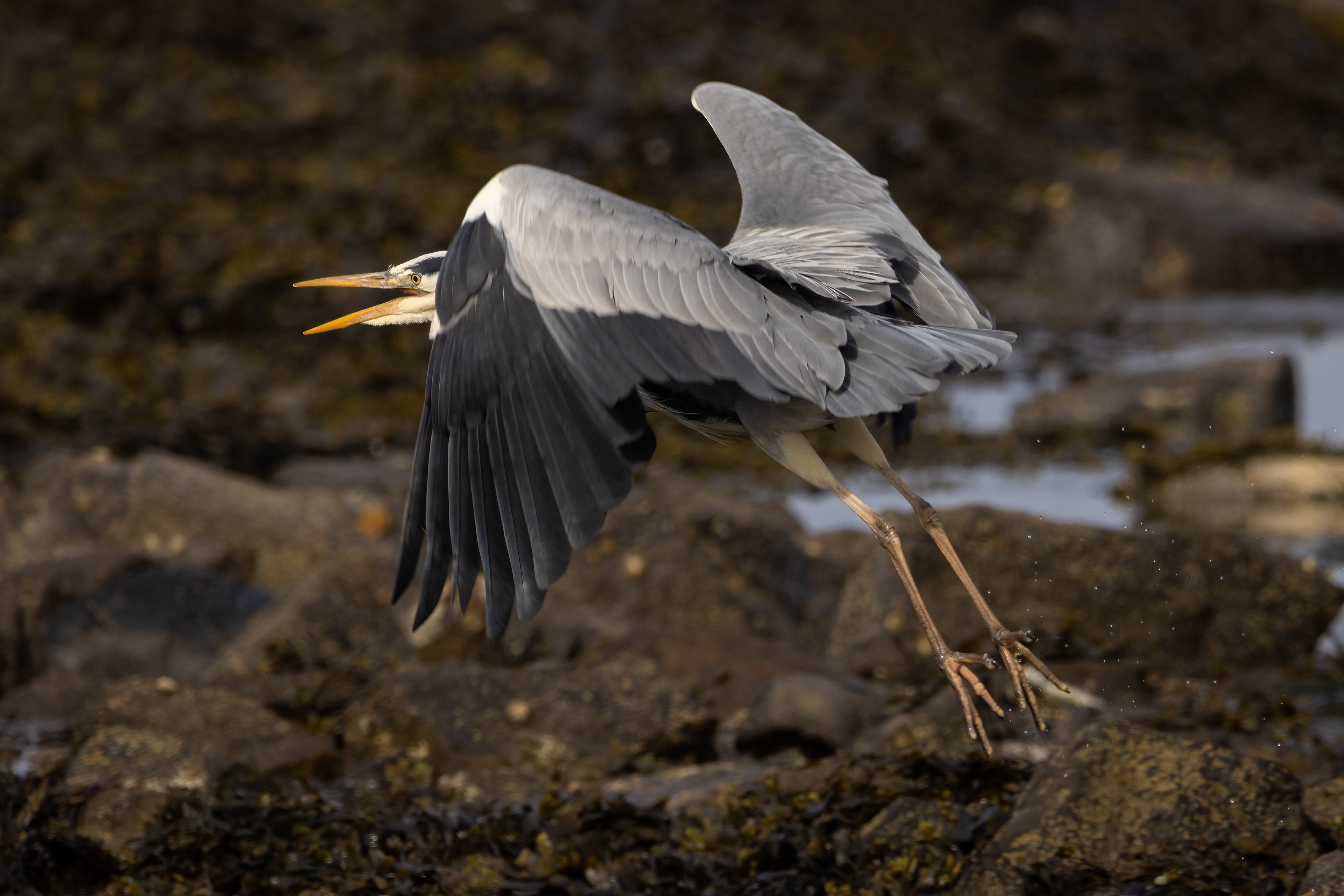 Grey Heron