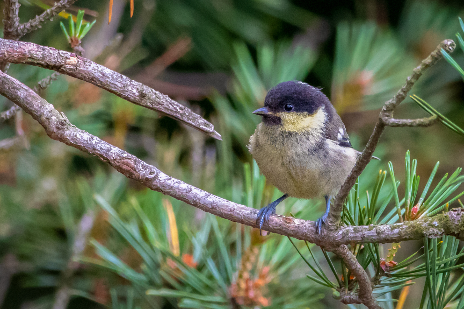 Coal Tit (juvenile)
