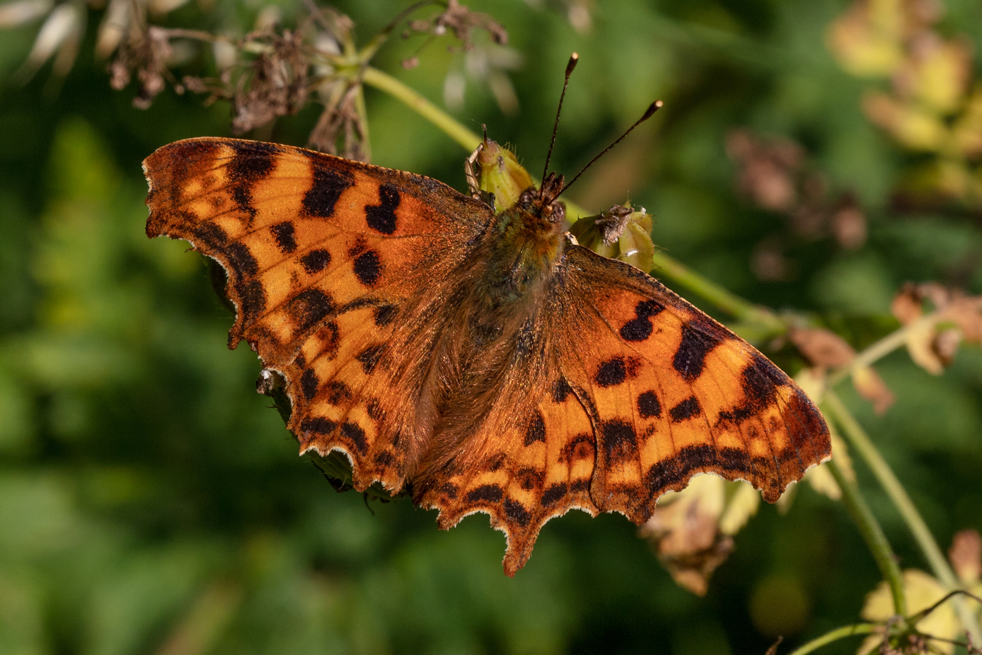 Comma Butterfly