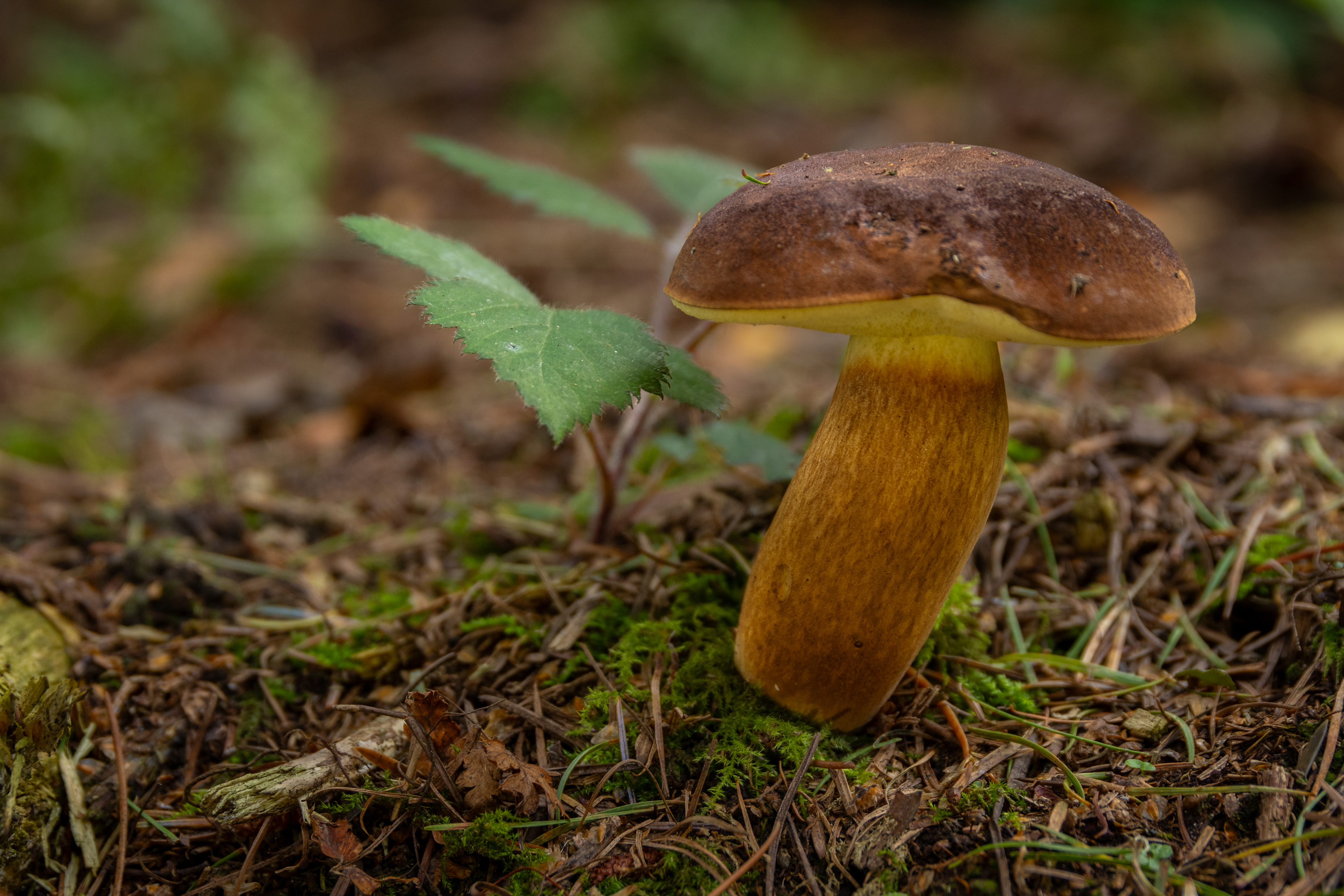 Bay Bolete
