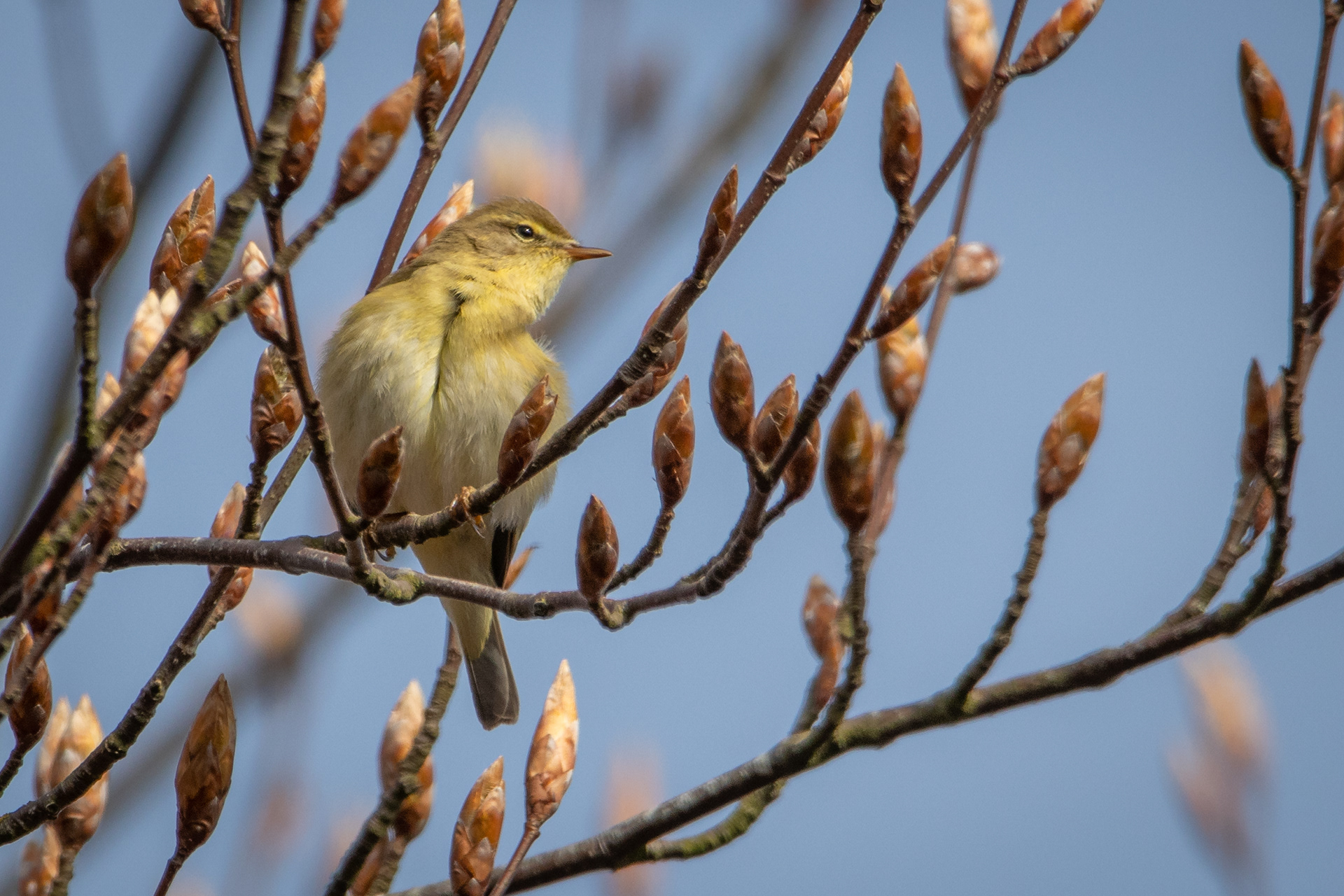 Willow Warbler