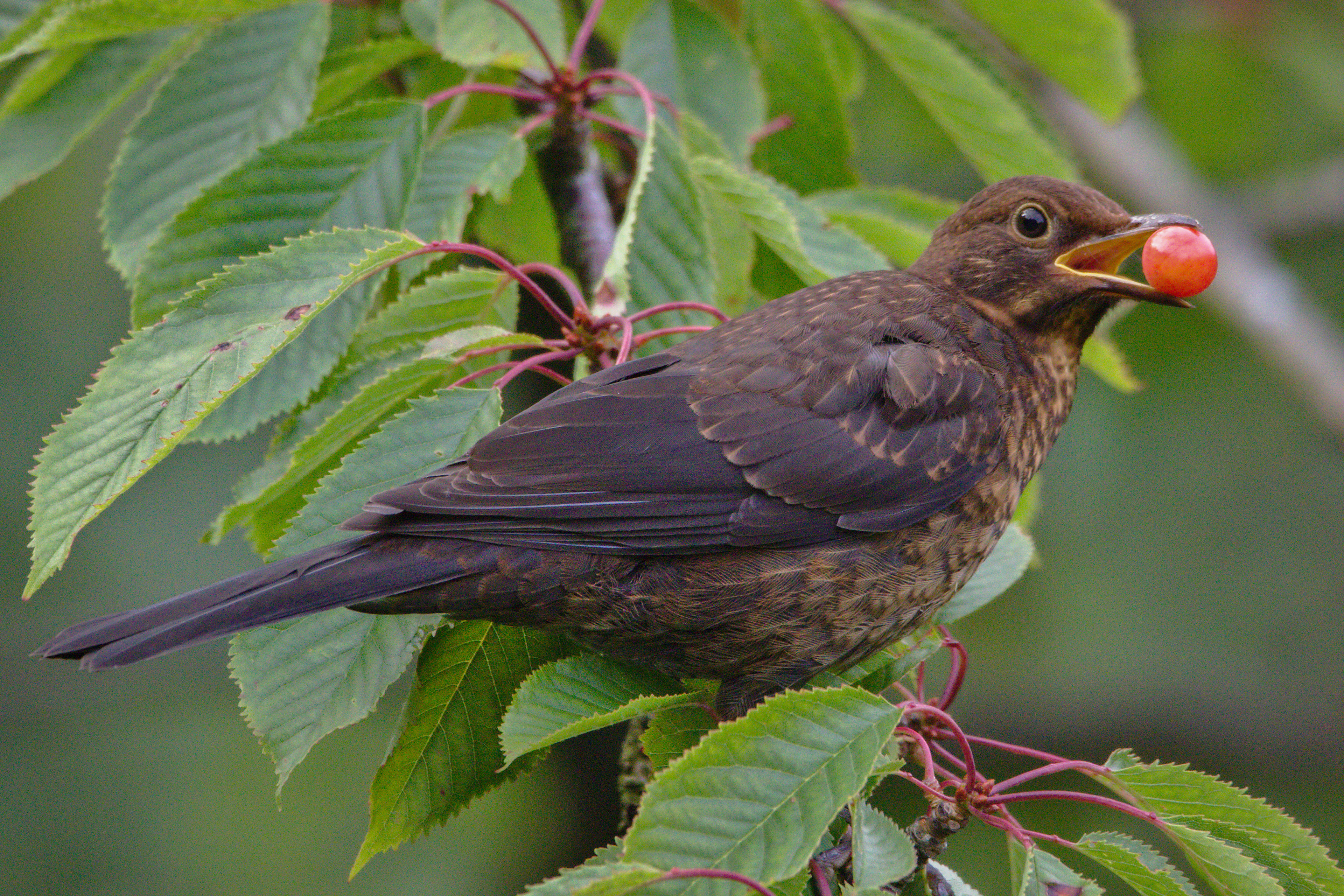 Blackbird (female)