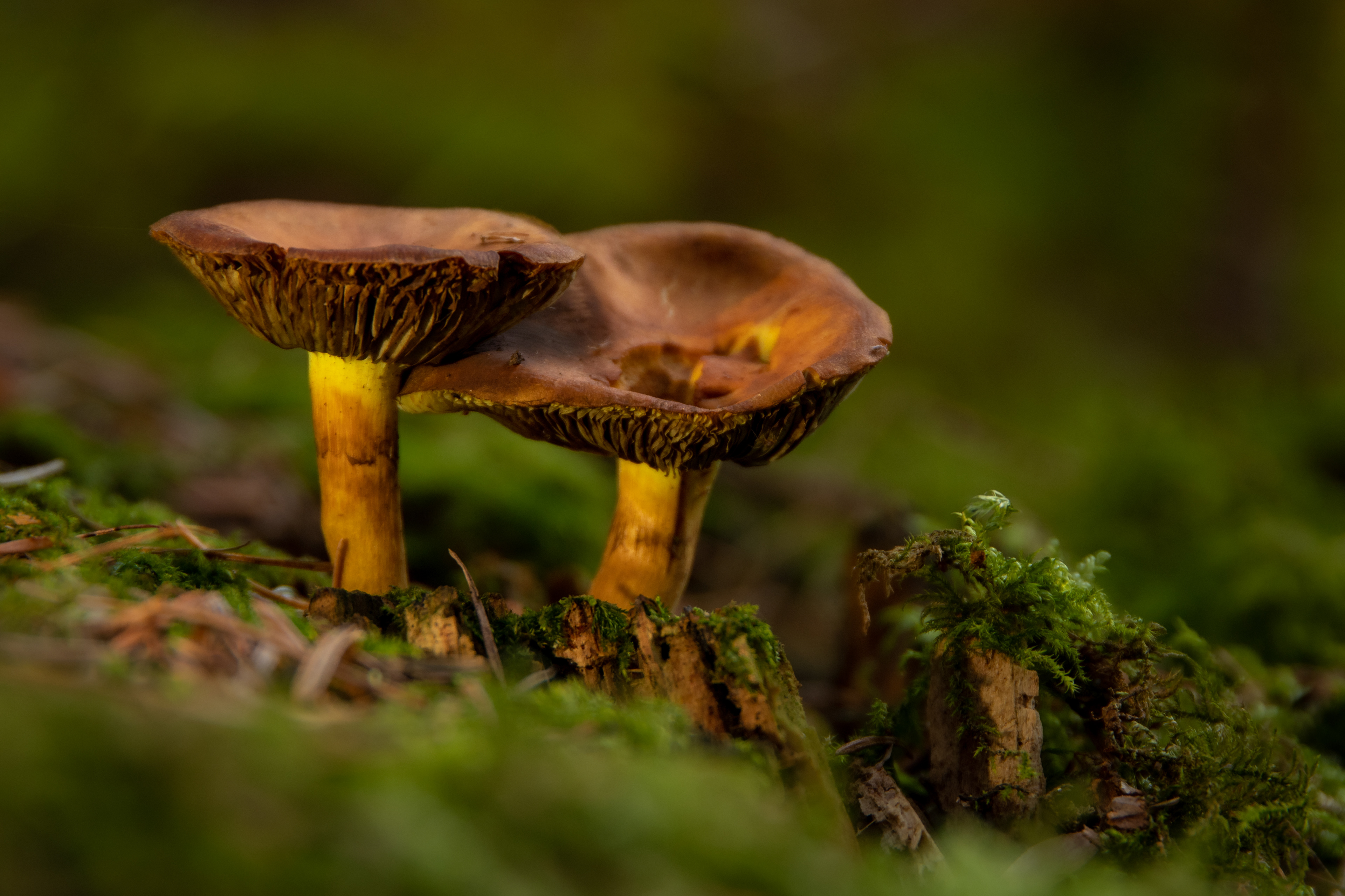 Gilled Bolete