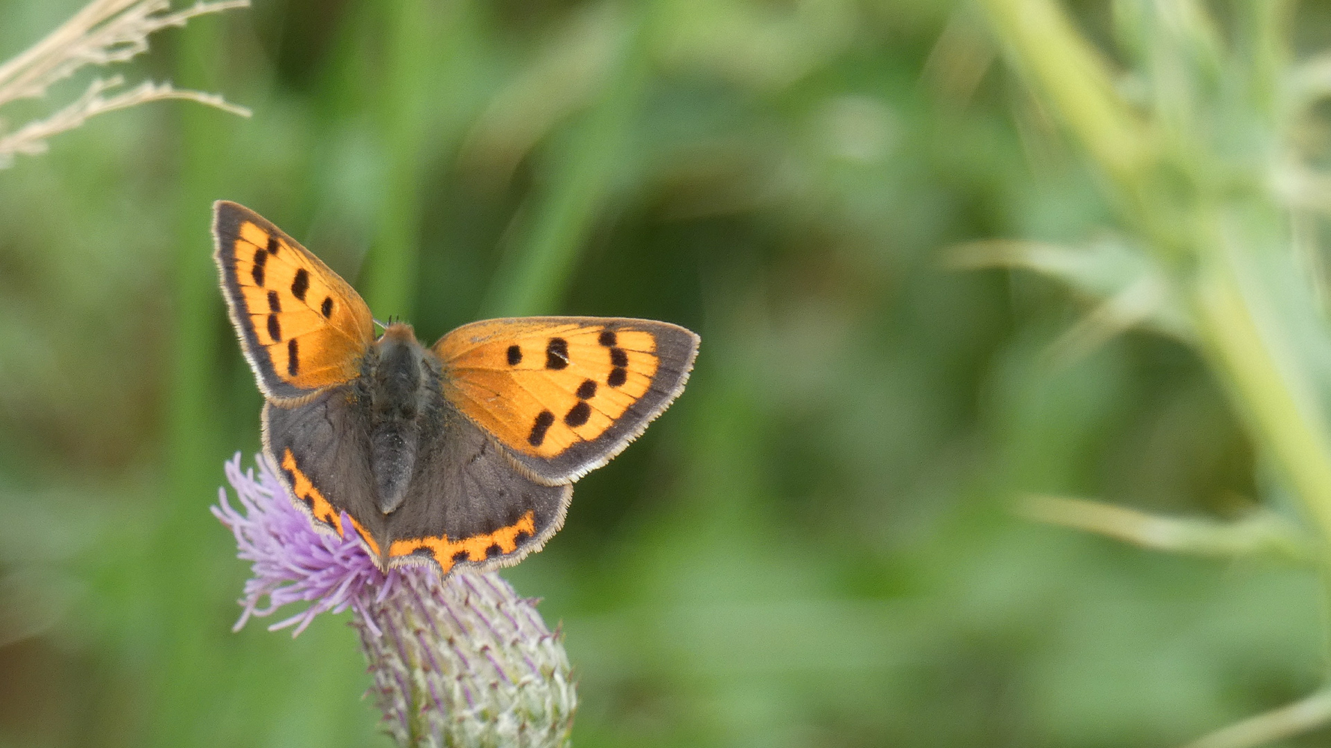 Small Copper Butterfly