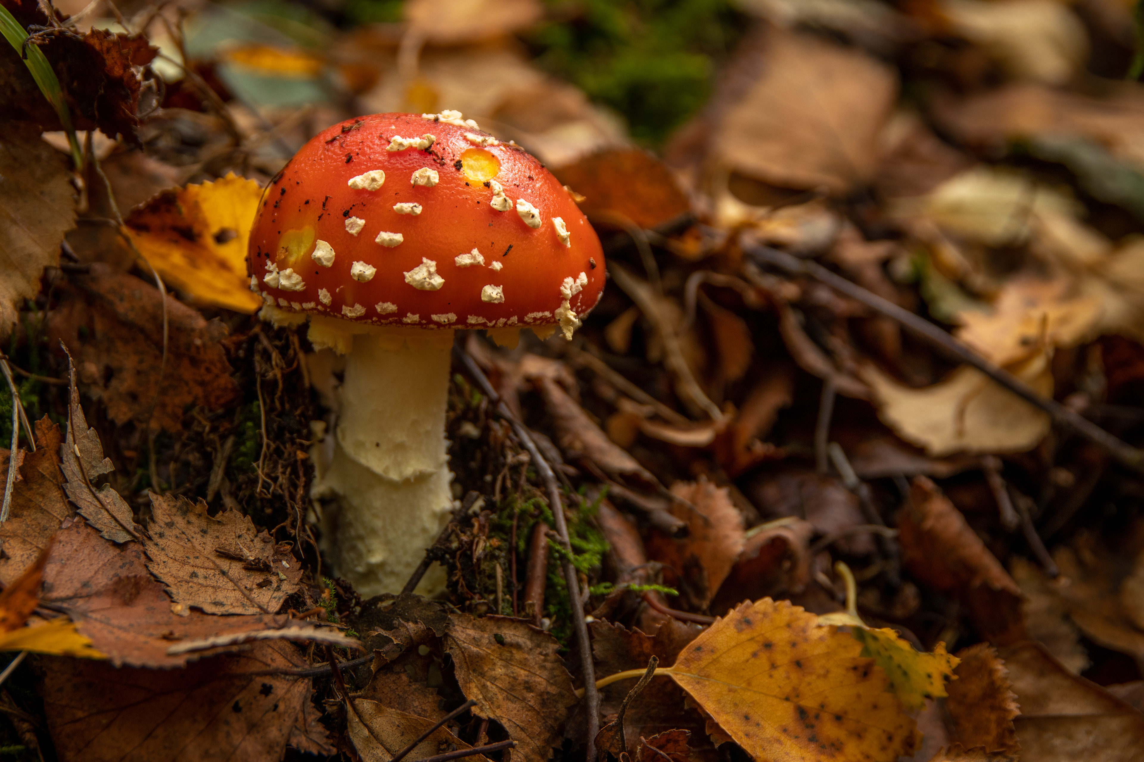 Fly Agaric