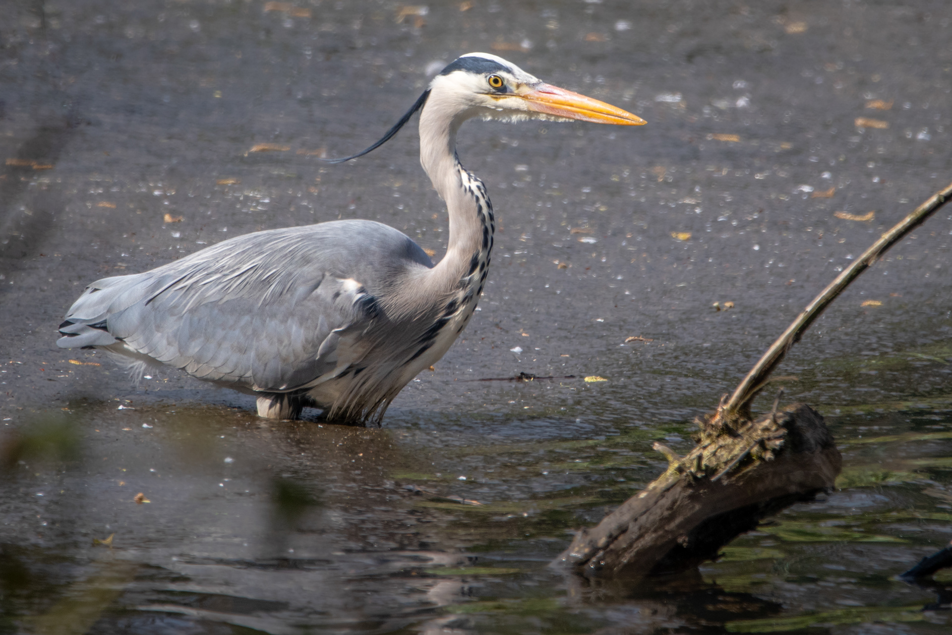 Grey Heron