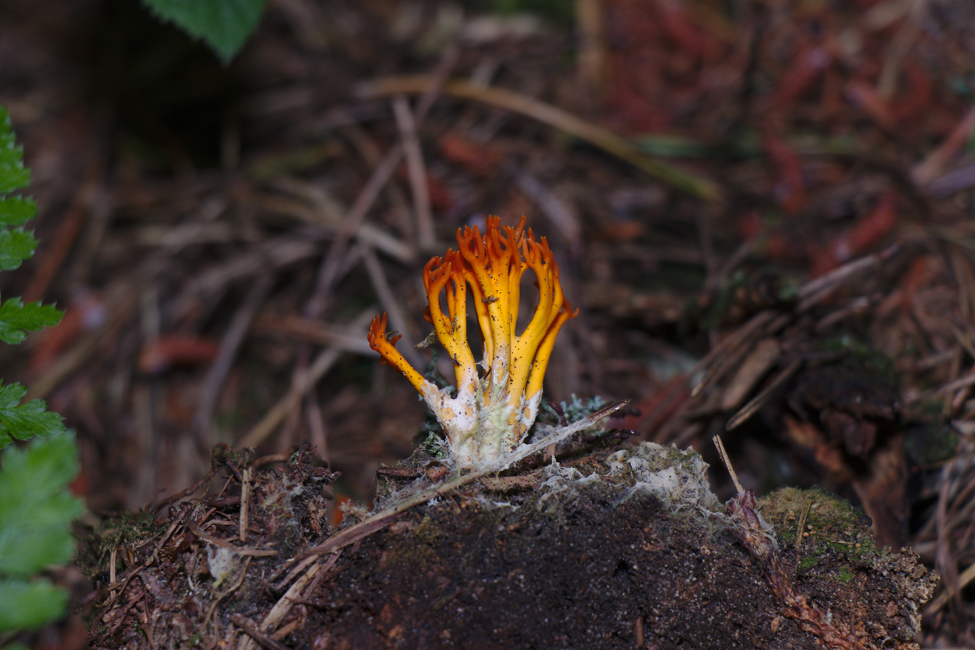 Yellow Stagshorn