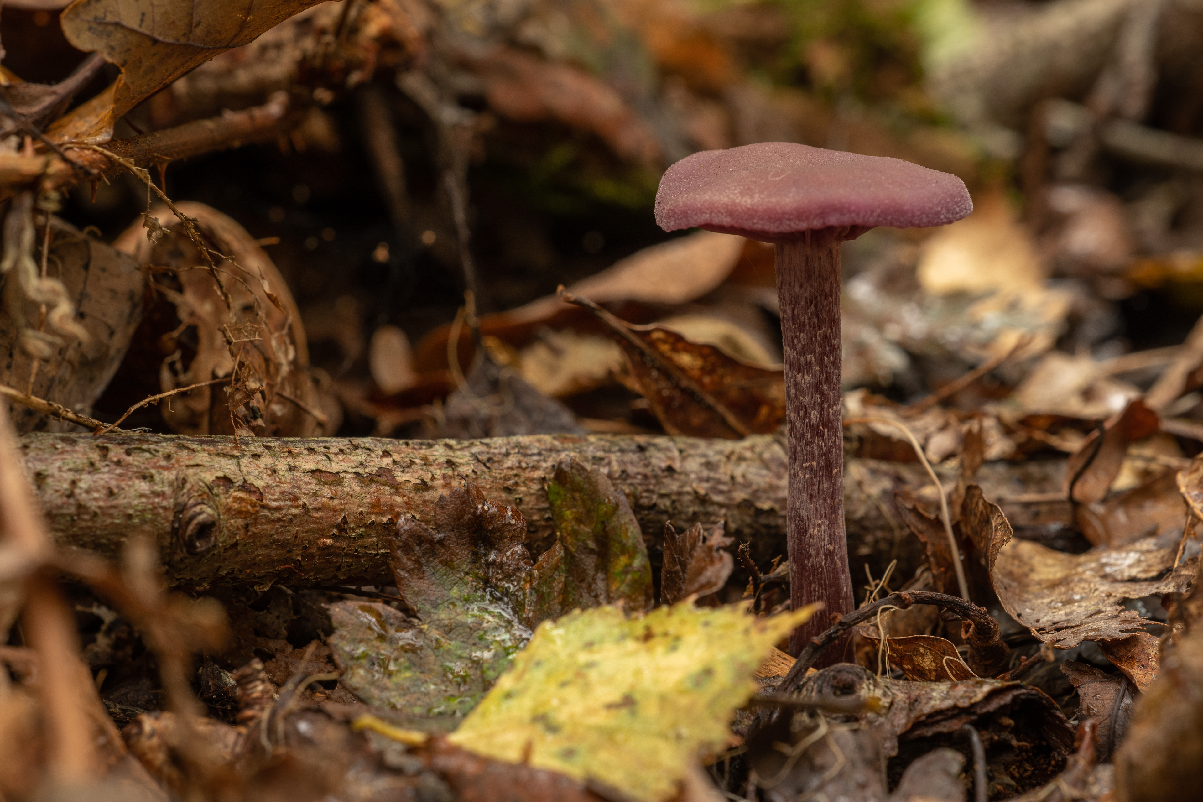 Amethyst Deceiver