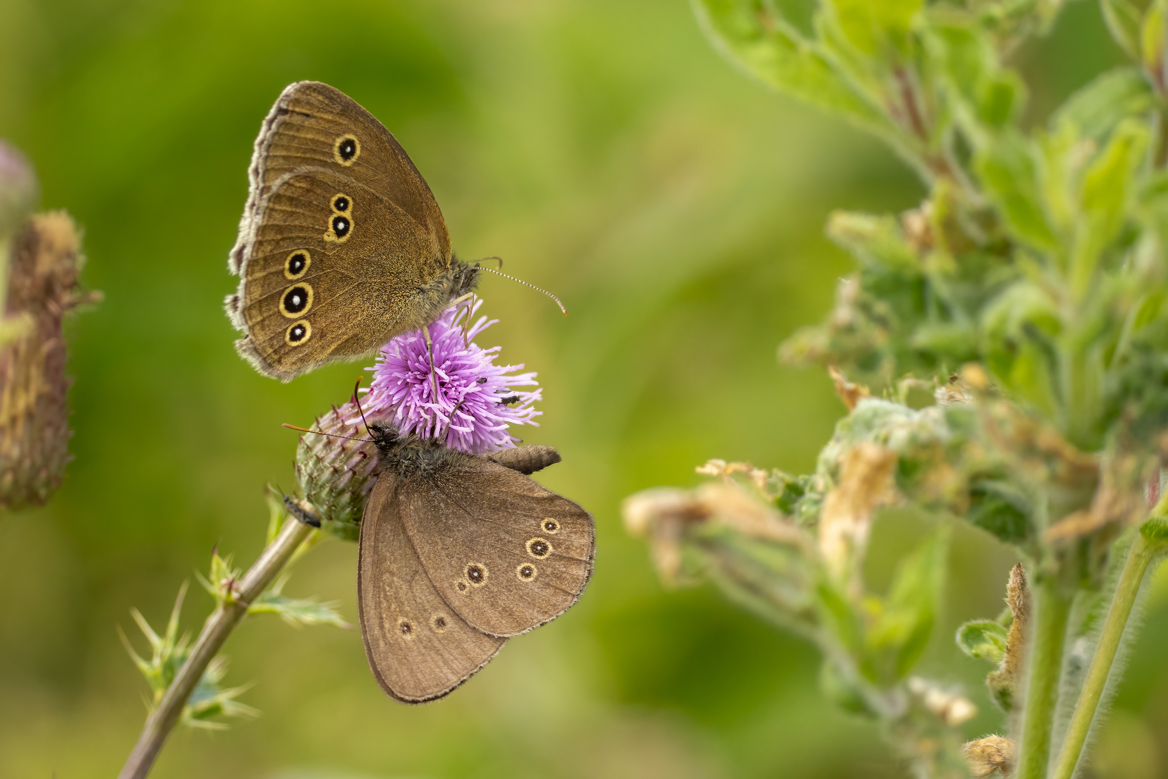 Ringlet Butterfly 