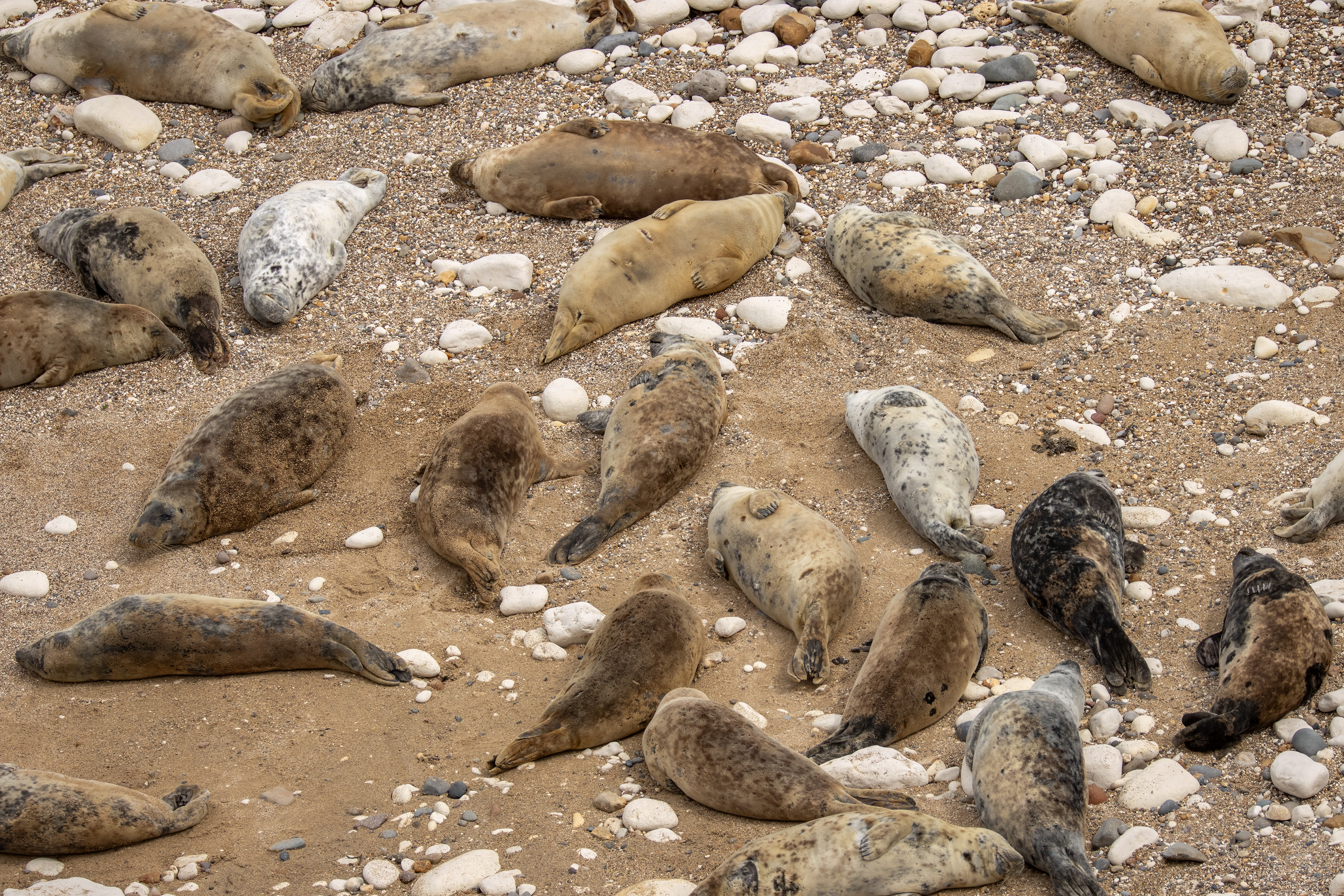 Seals (Flamborough South Landing)