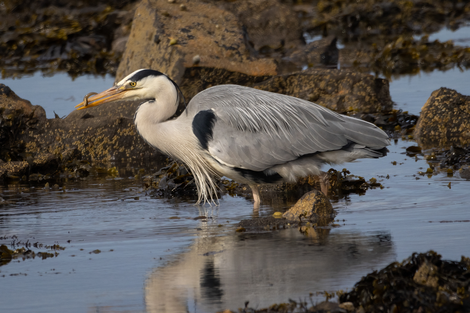 Grey Heron