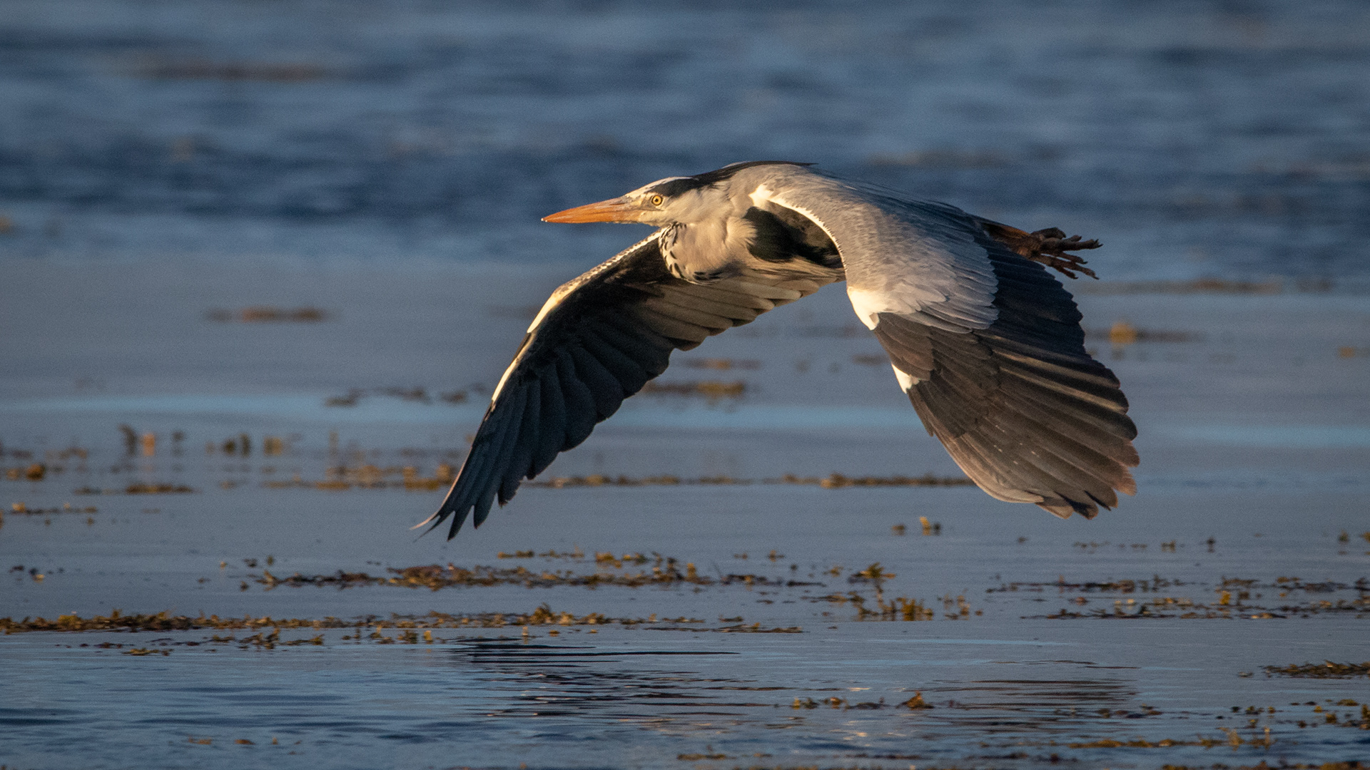 Grey Heron
