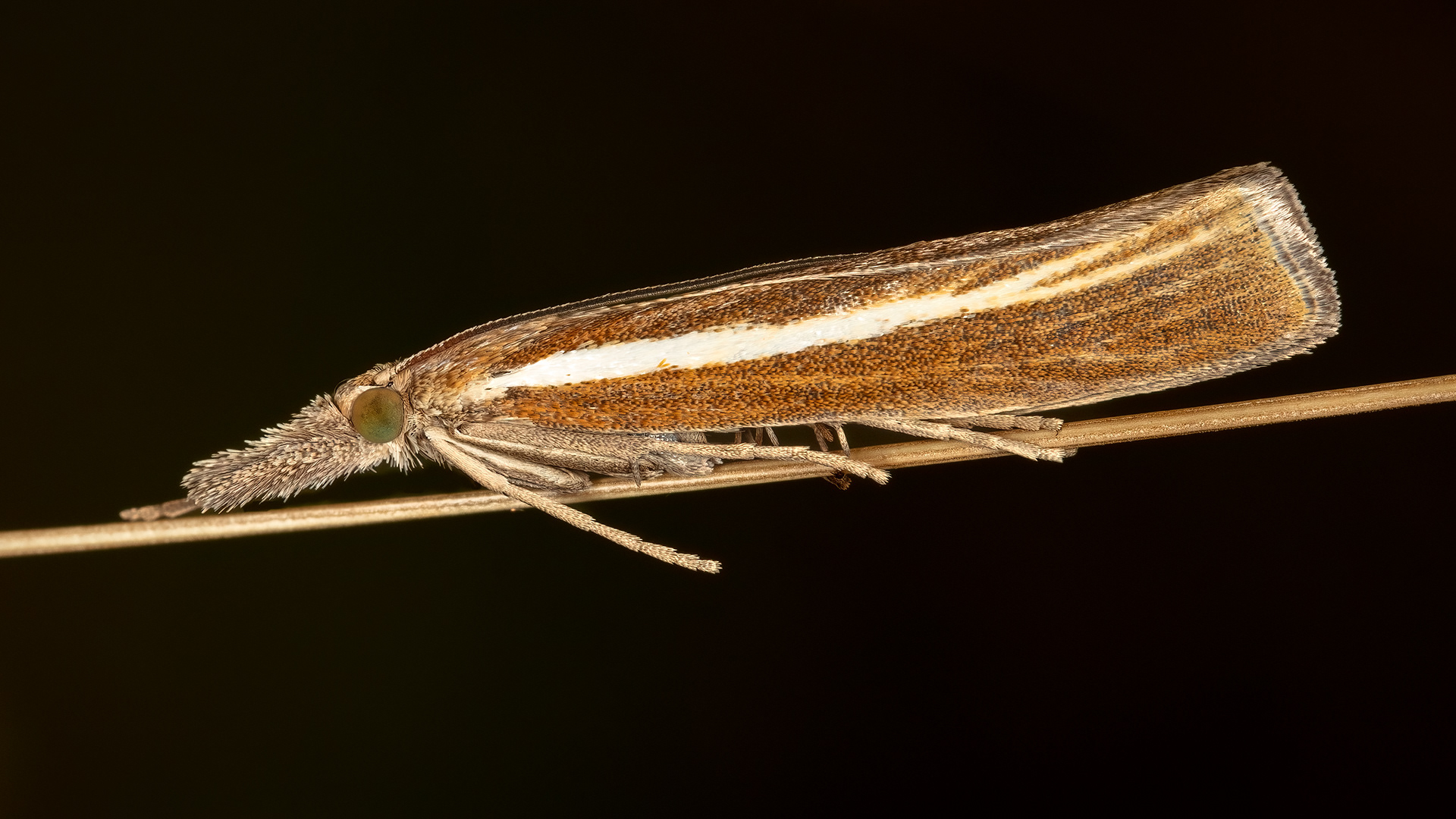 White Streaked Grass Moth