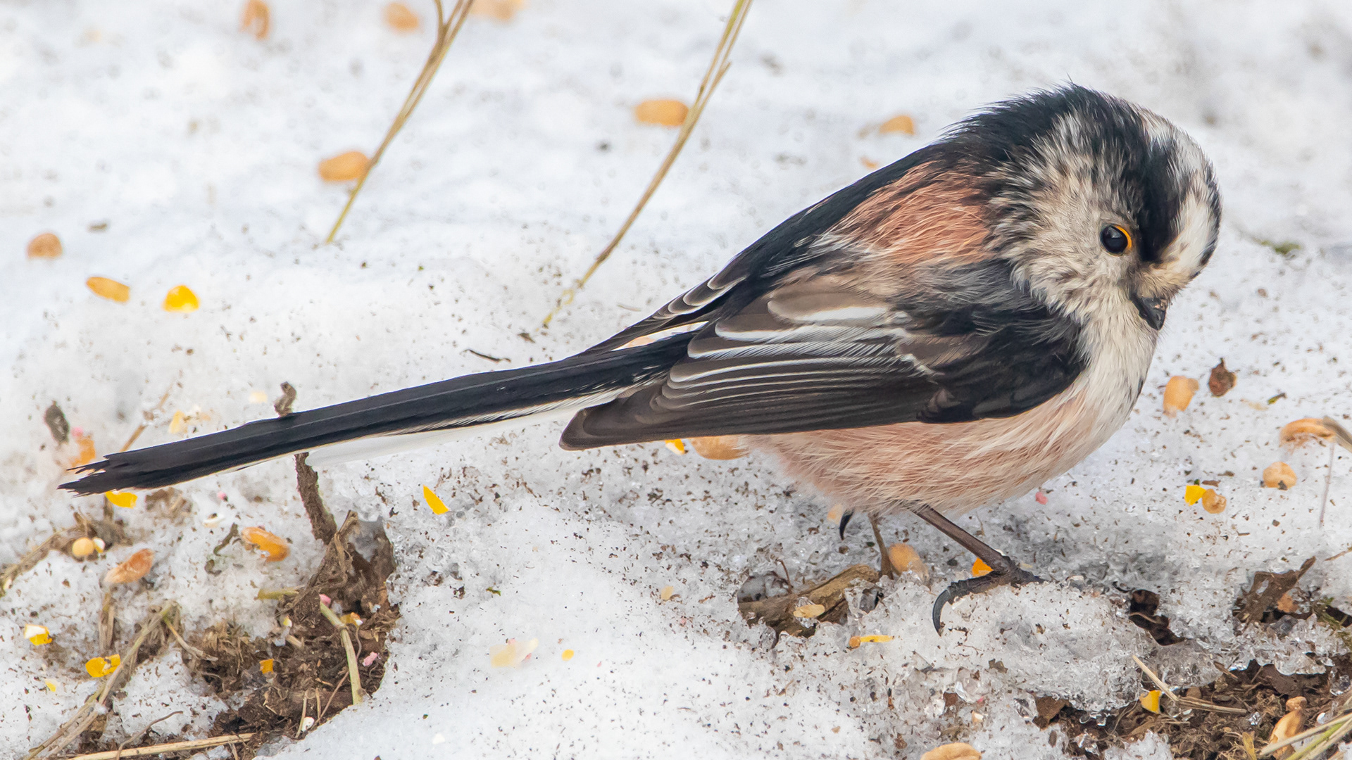 Long Tailed Tit