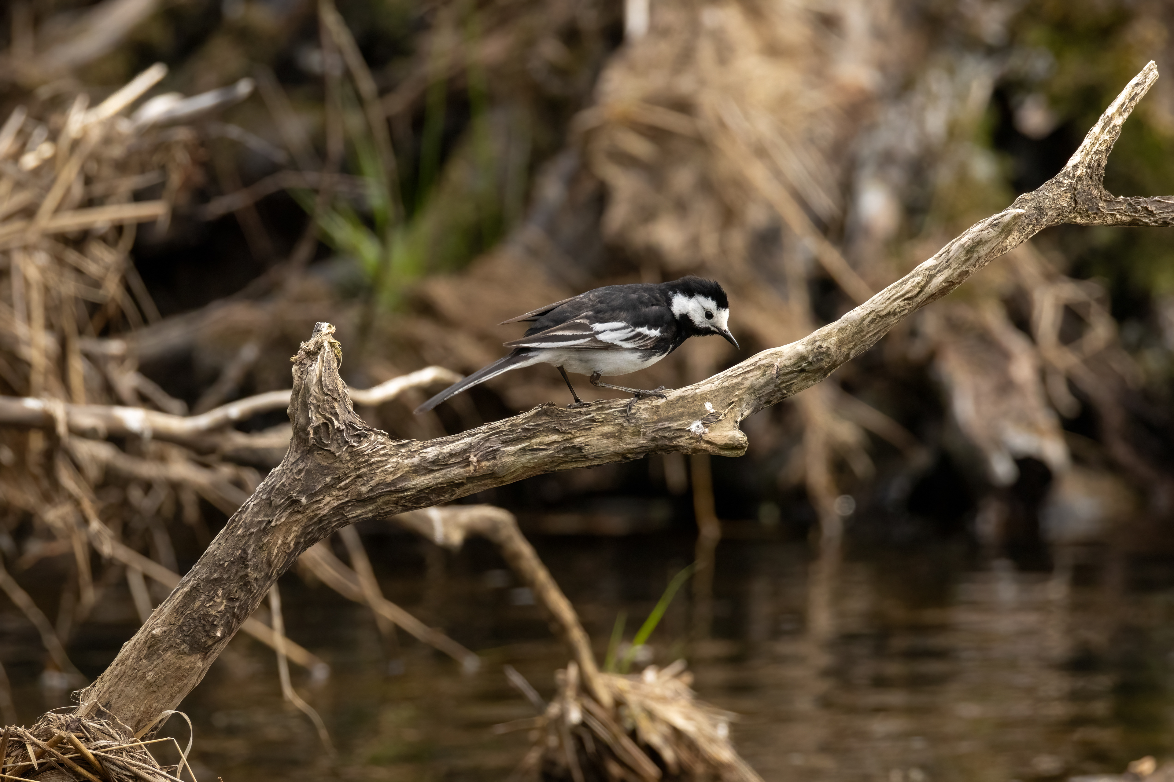 Pied Wagtail