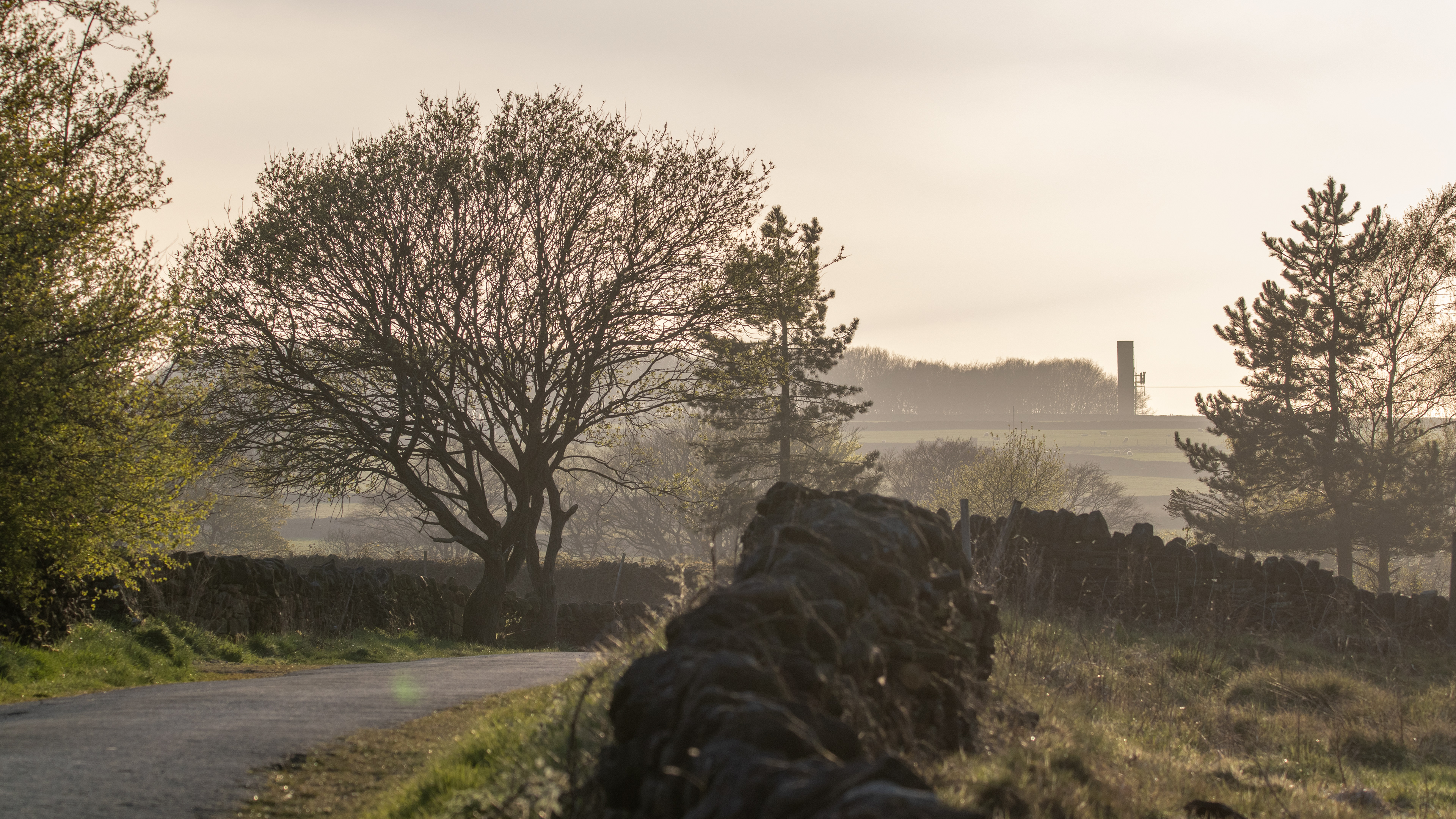 Joan Royd Lane, Cubley