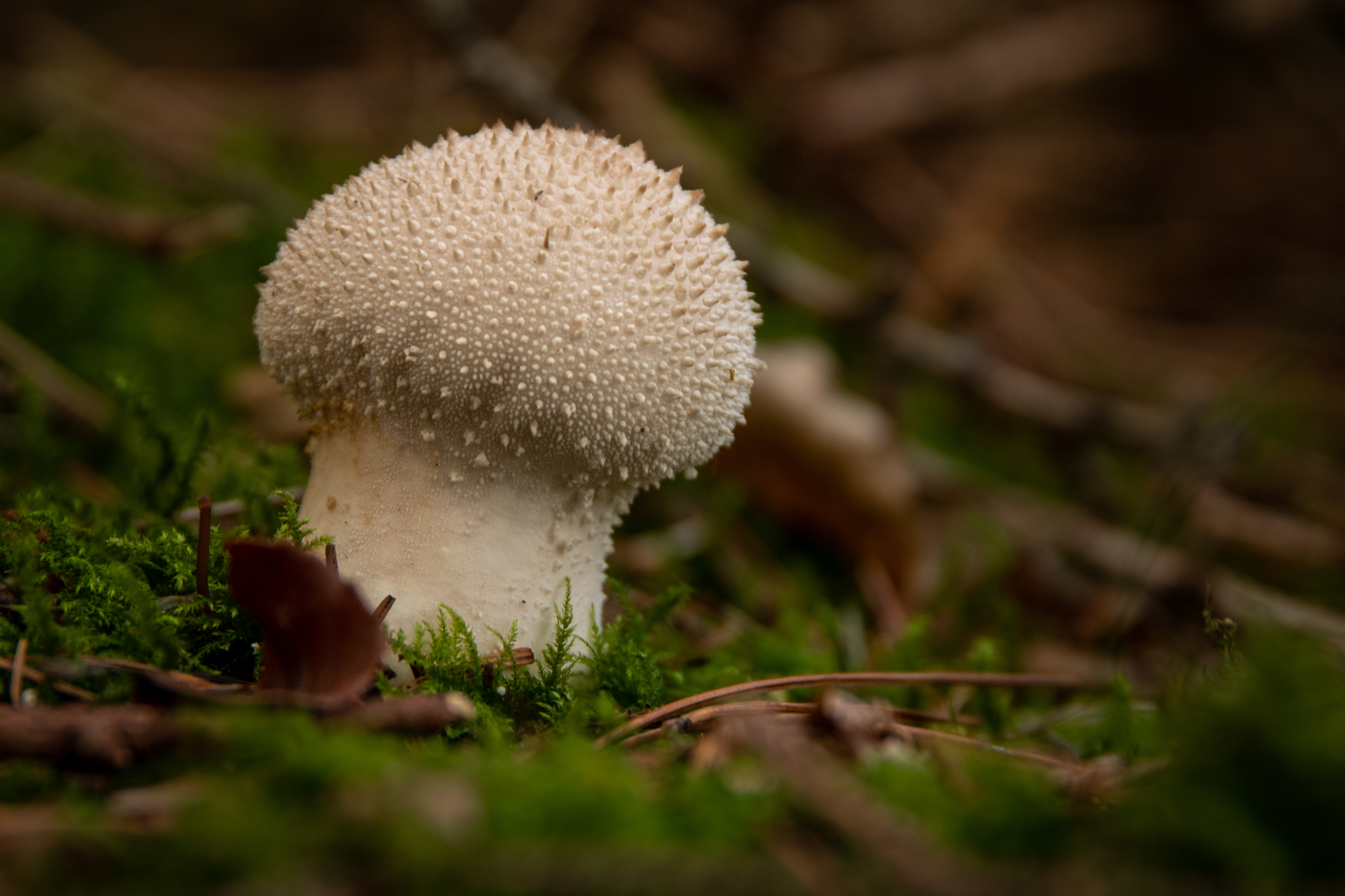 Common Puffball