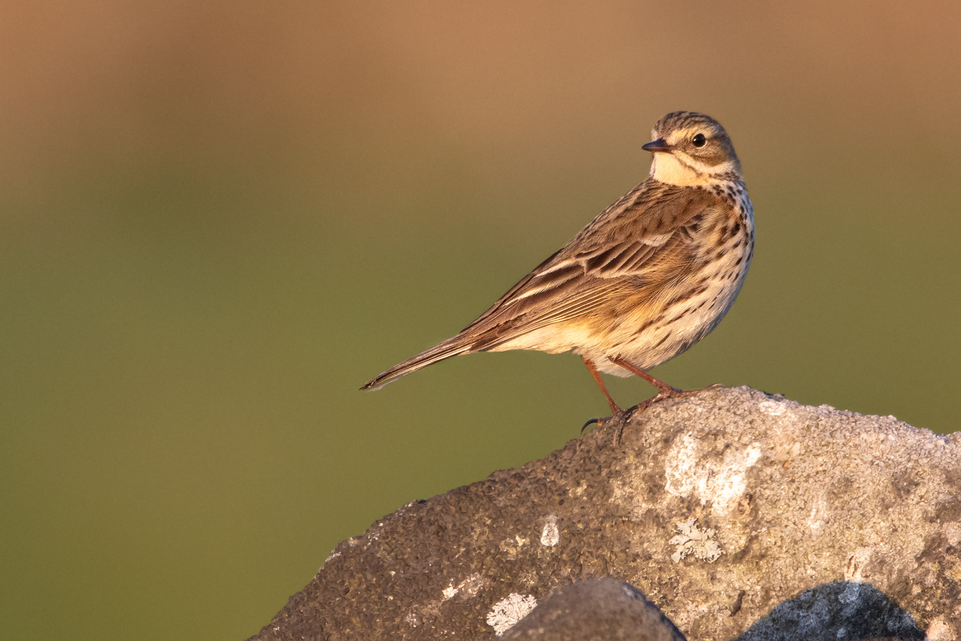 Meadow Pipit