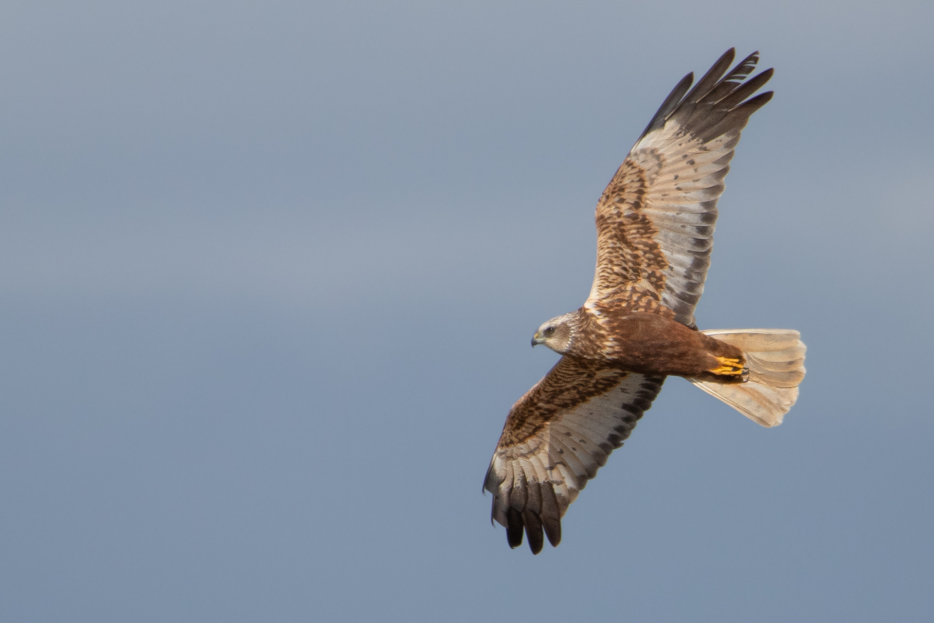 Marsh Harrier (male)