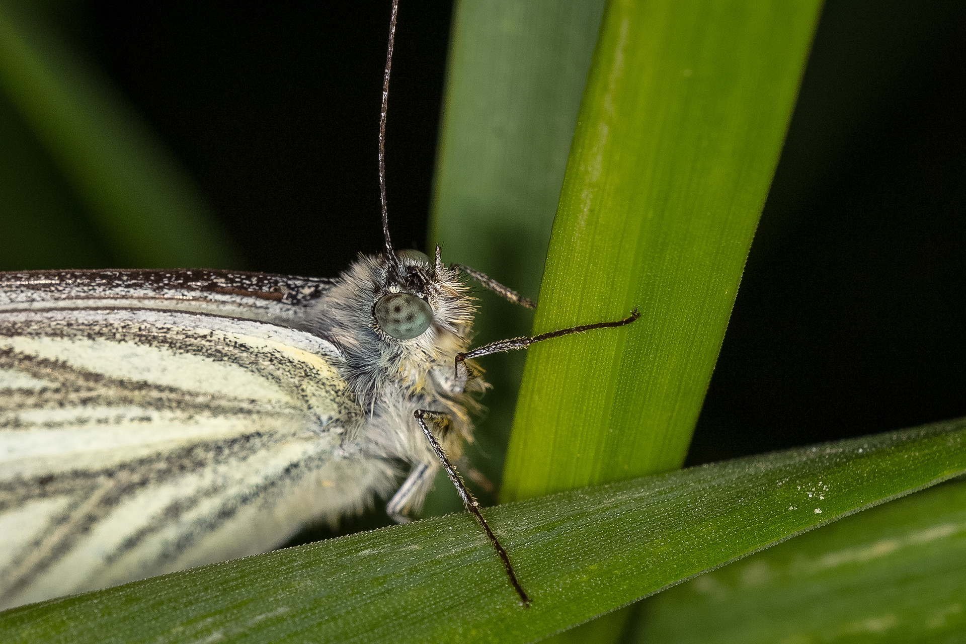 Green-veined White Butterfly (quiescent state)