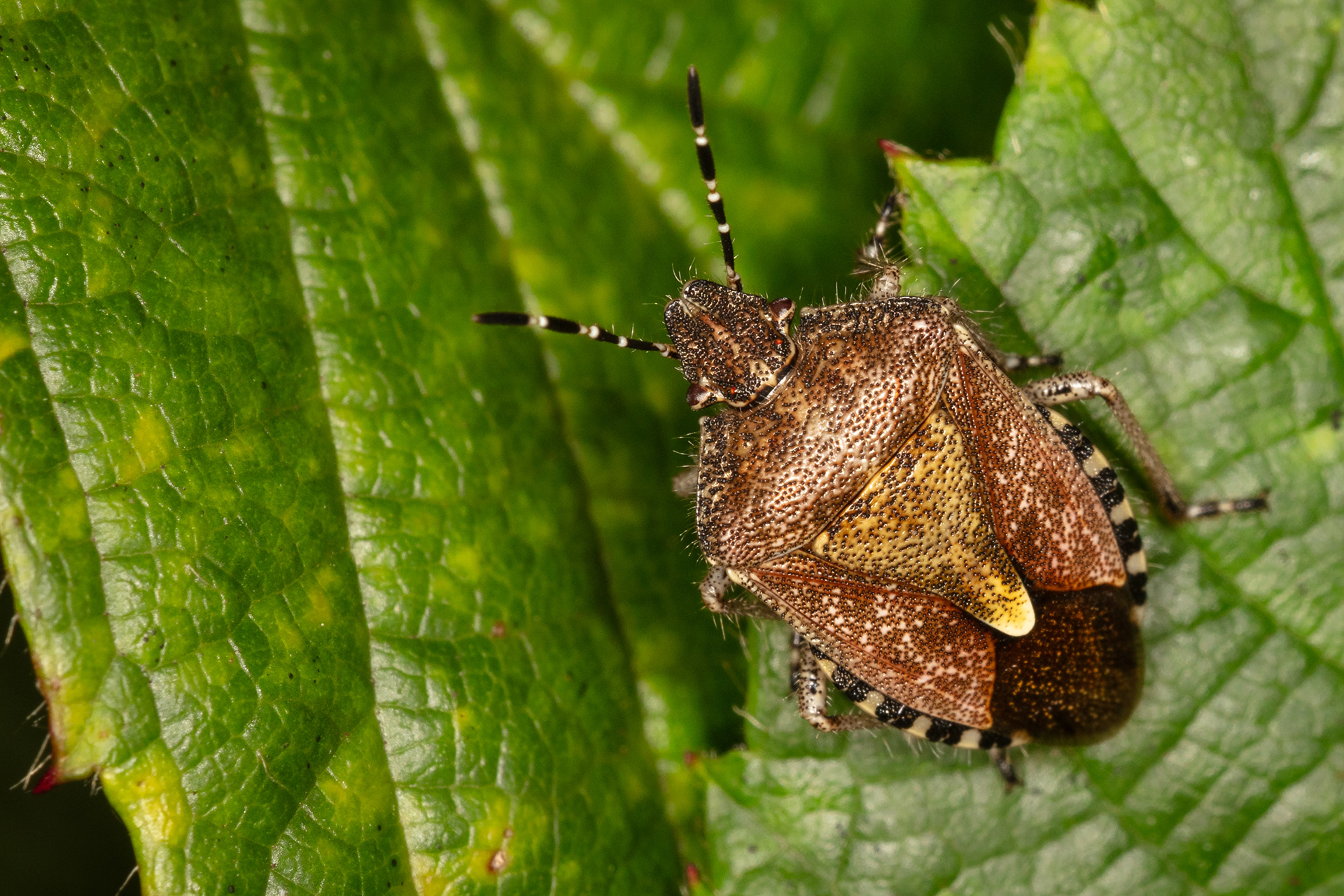 Hairy (or Sloe) Shieldbug