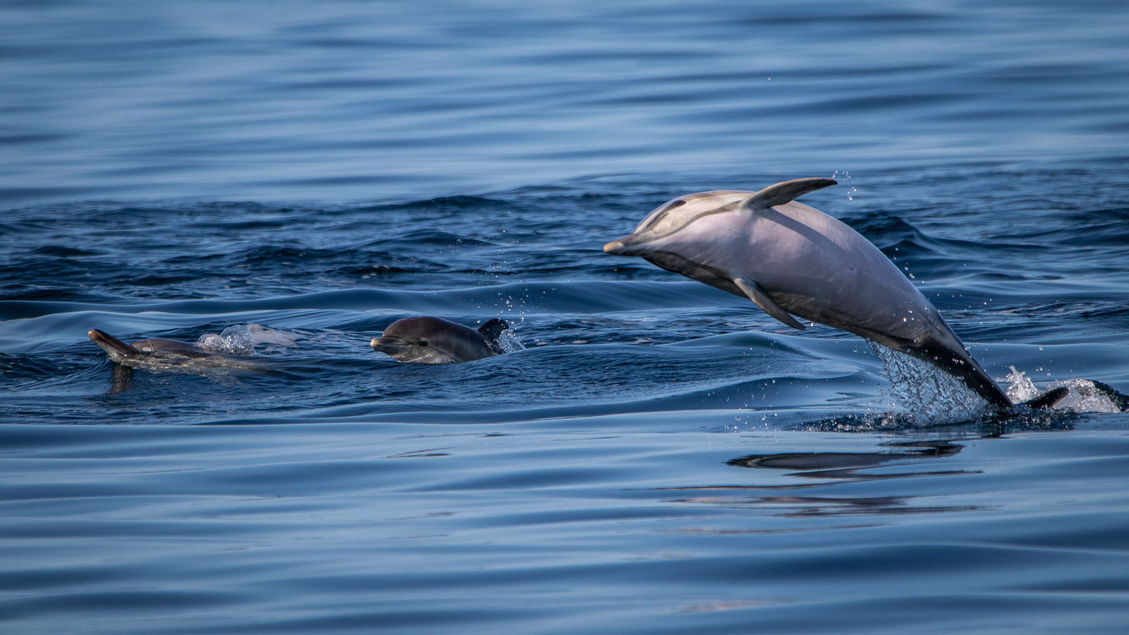 Common Bottlenose Dolphins
