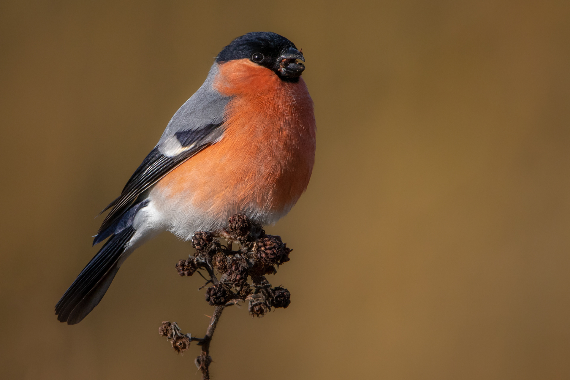 Bullfinch (male)