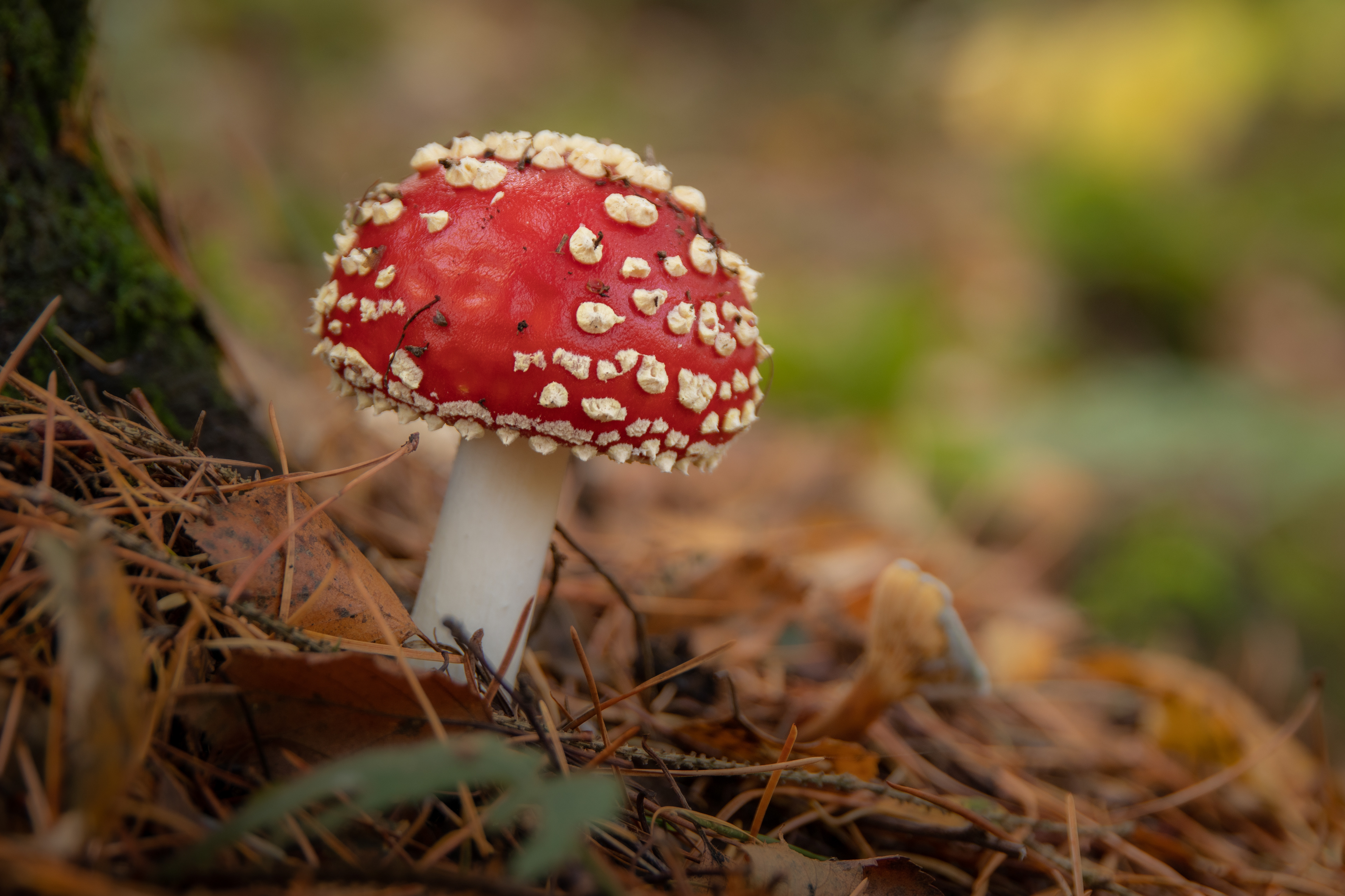 Fly Agaric