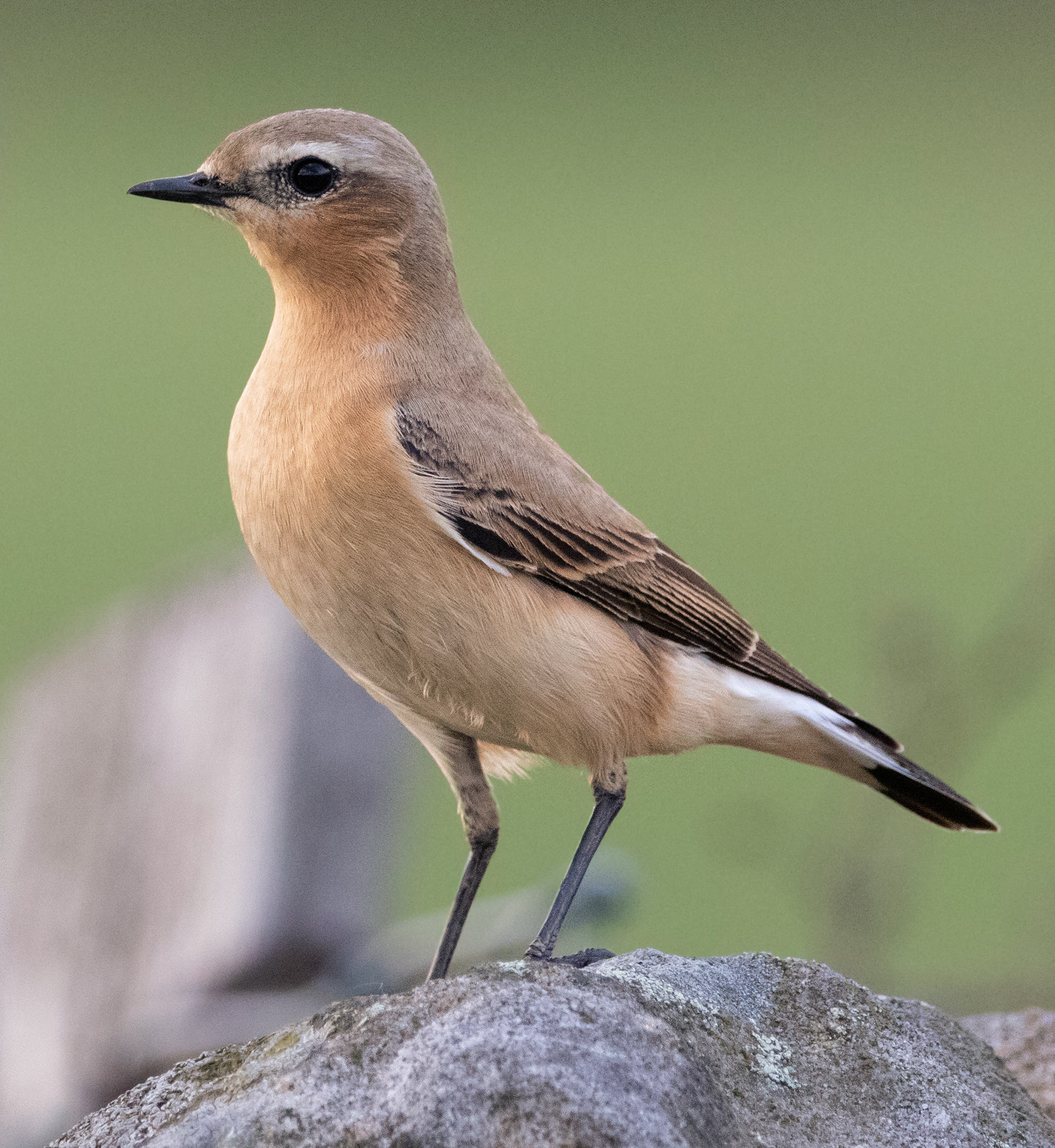 Wheatear