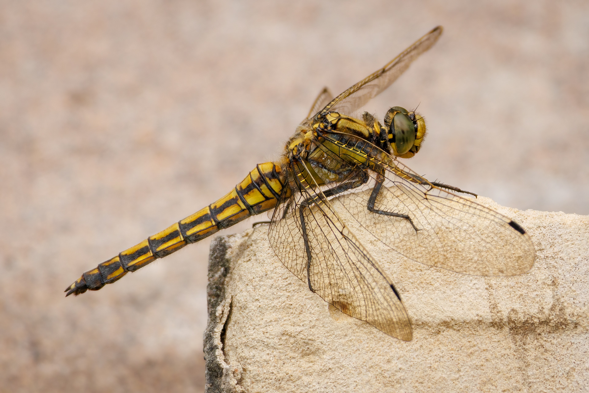Black-tailed Skimmer Dragonfly (female)