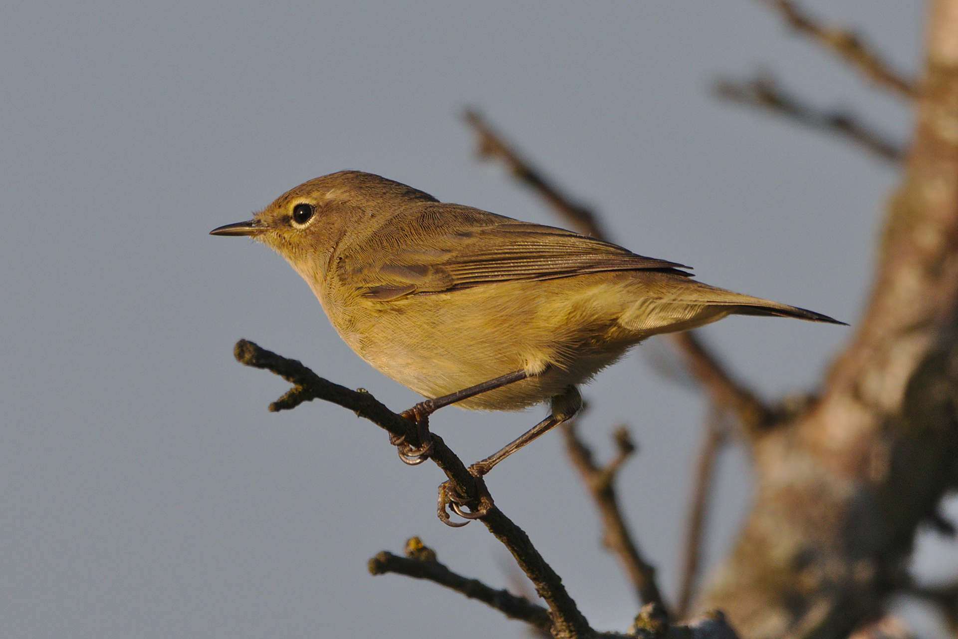 Garden Warbler