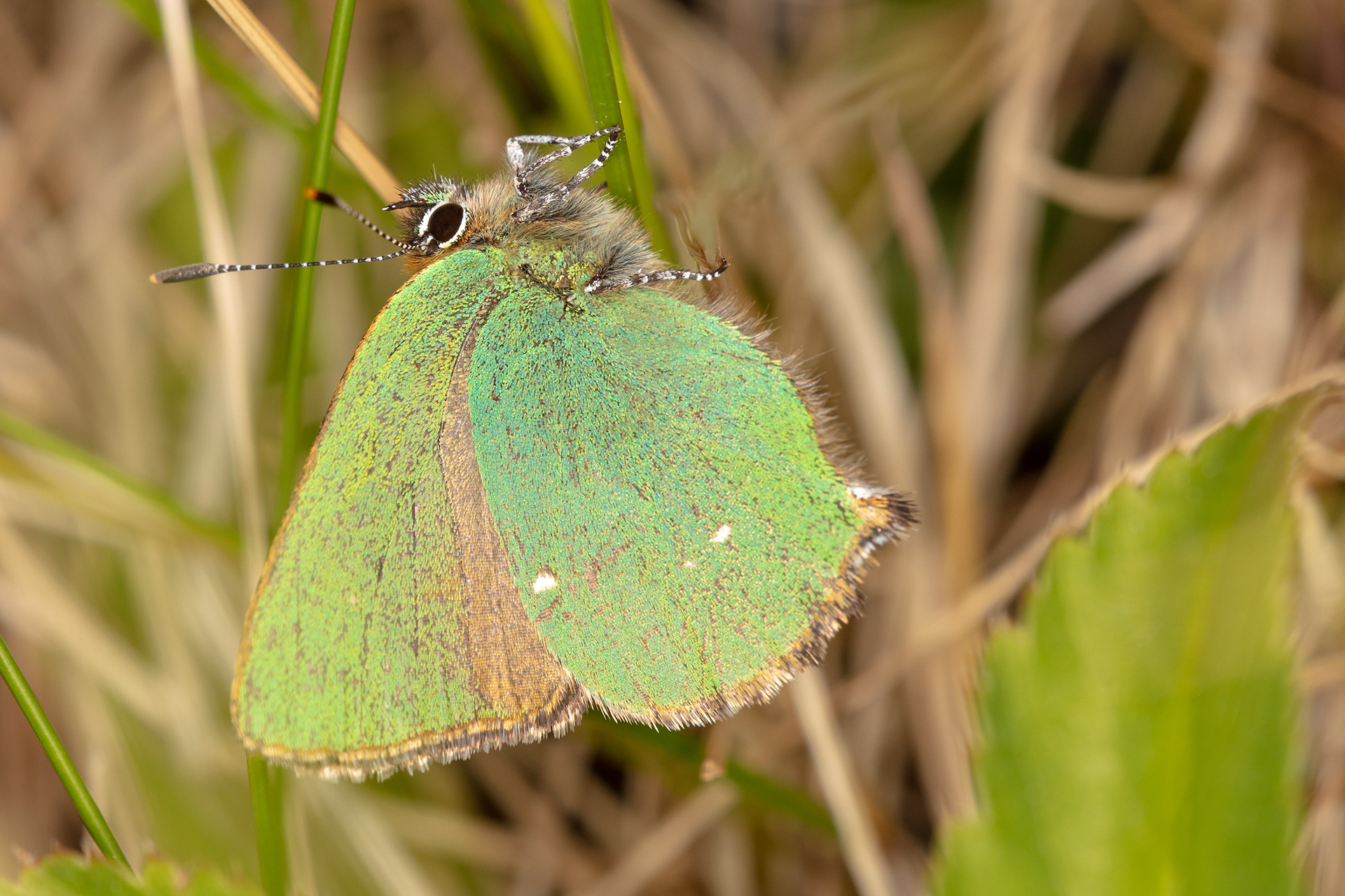 Green Hairstreak Butterfly