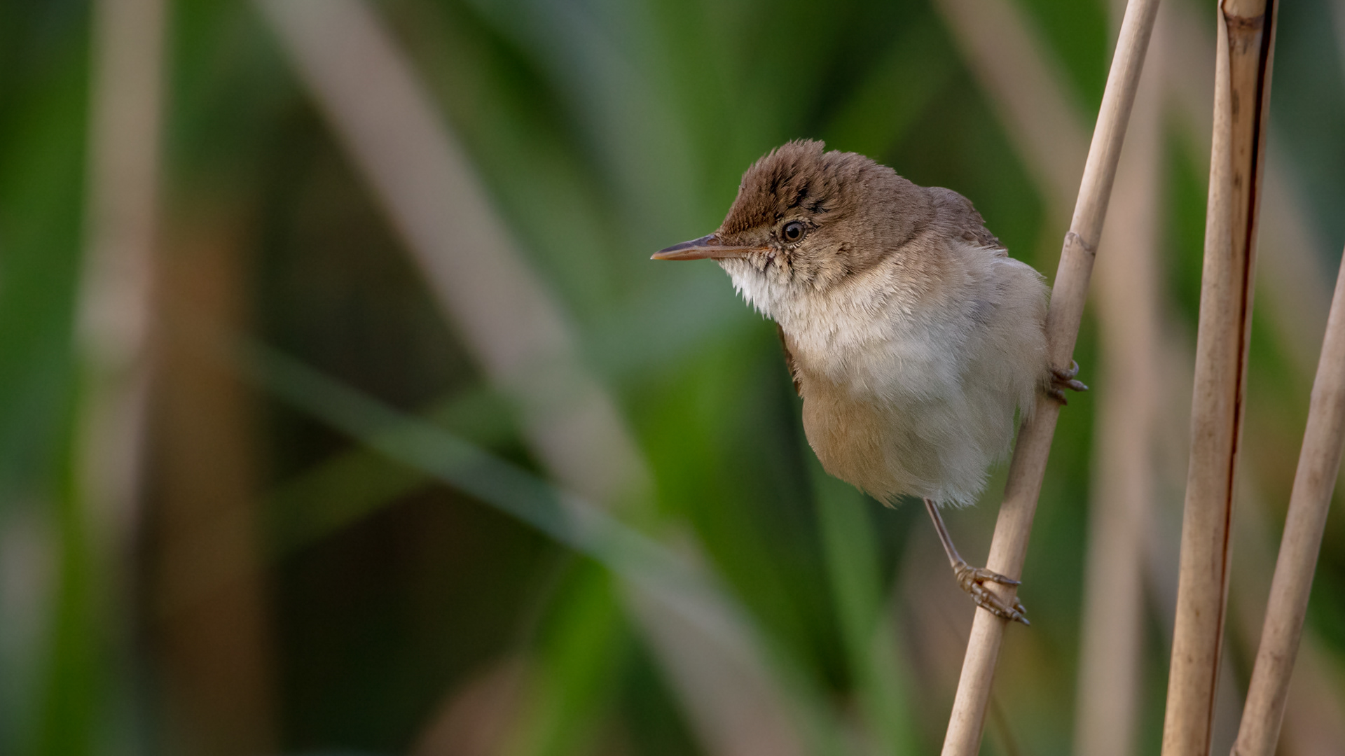 Reed Warbler