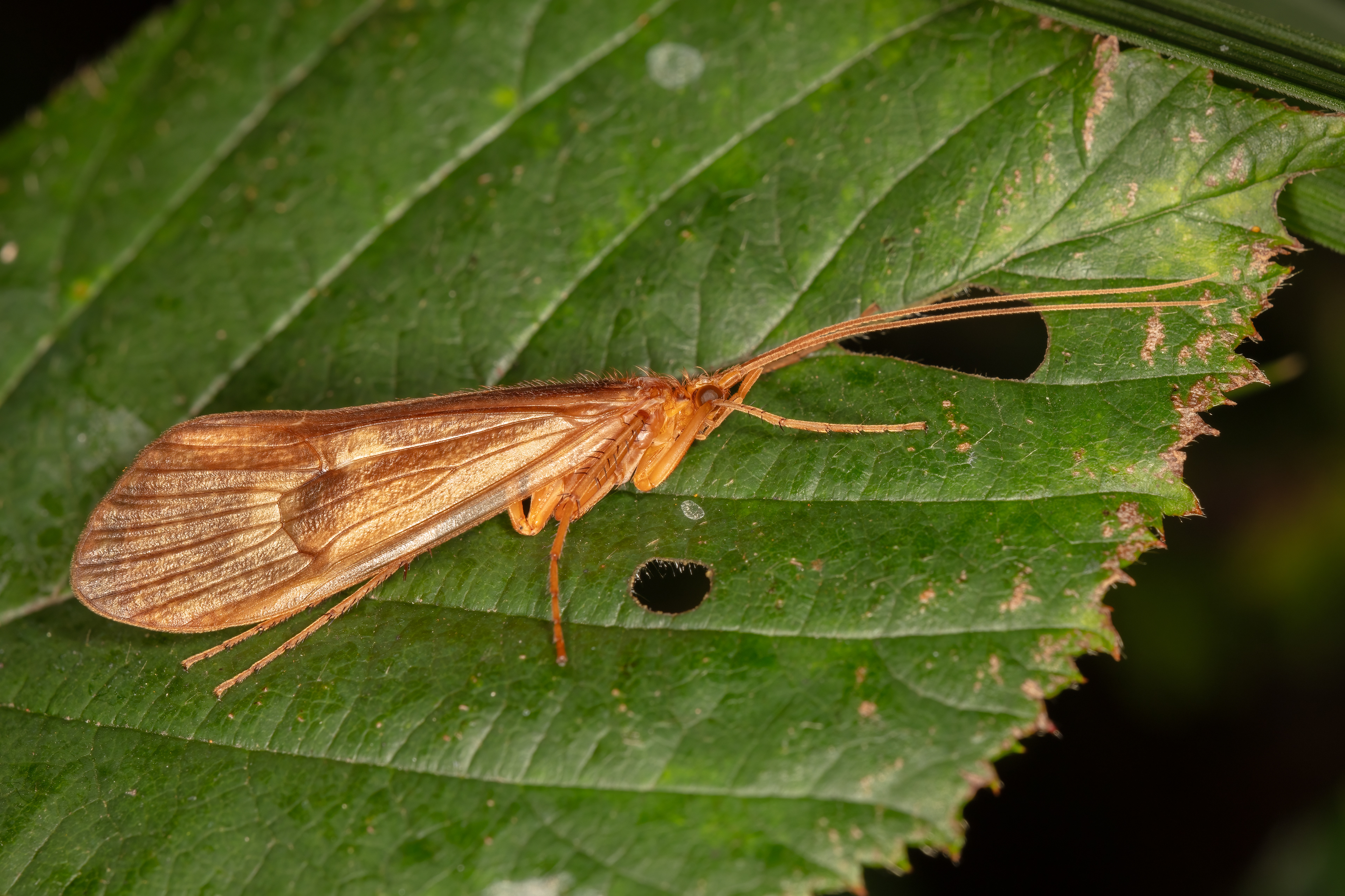 Caddisfly