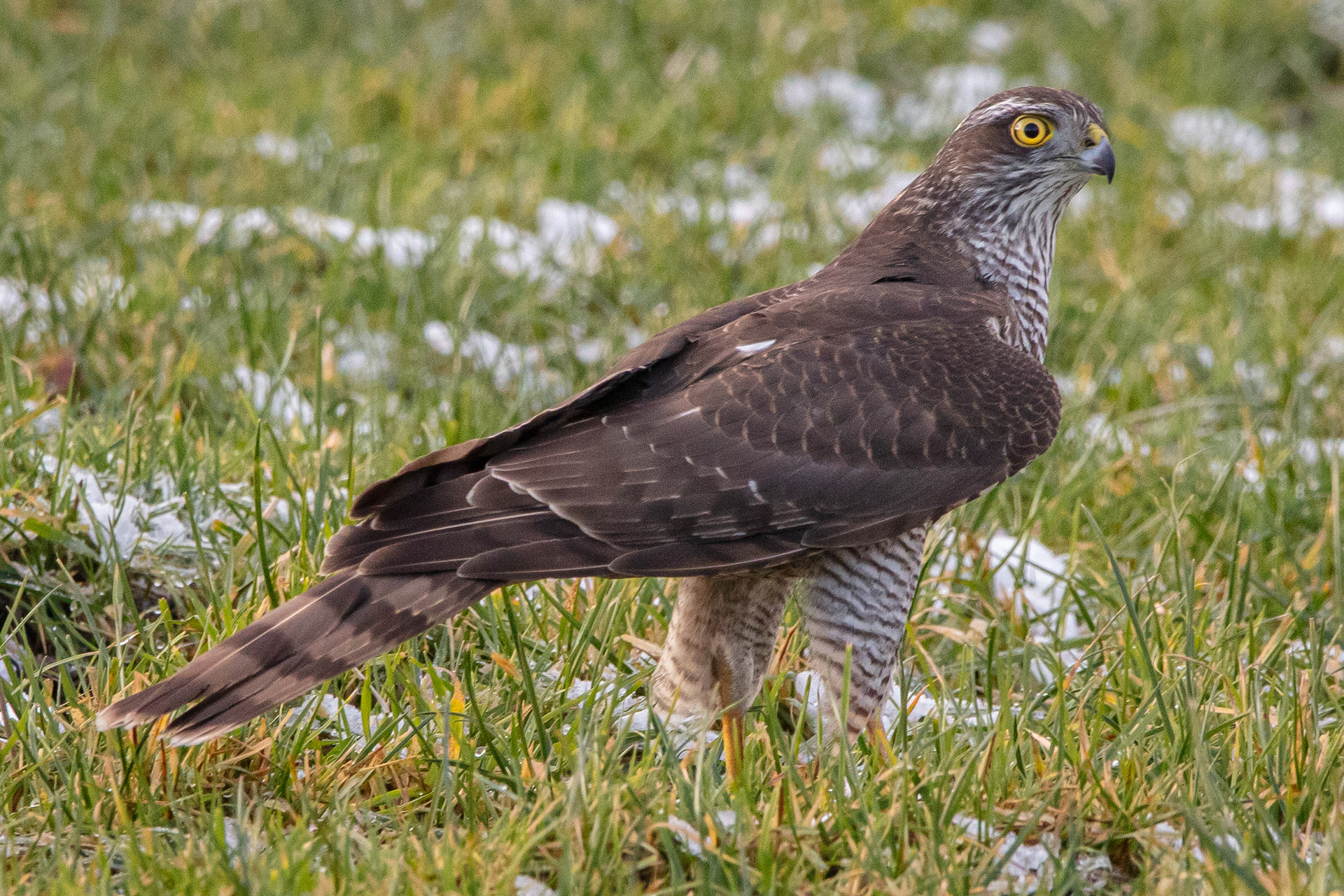 Sparrowhawk (female)