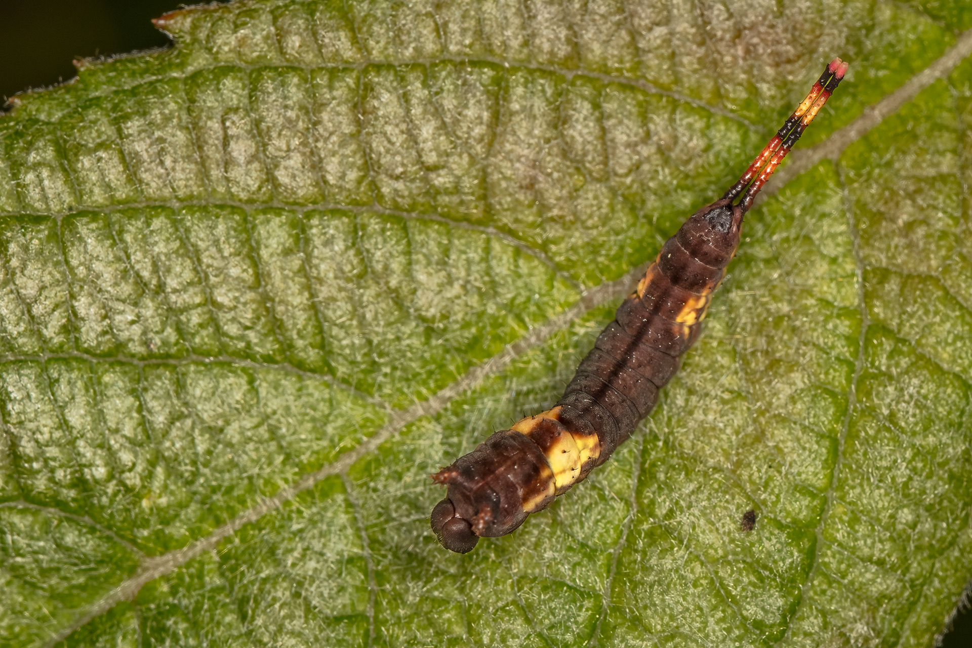 Puss Moth Caterpillar (Second Instar)