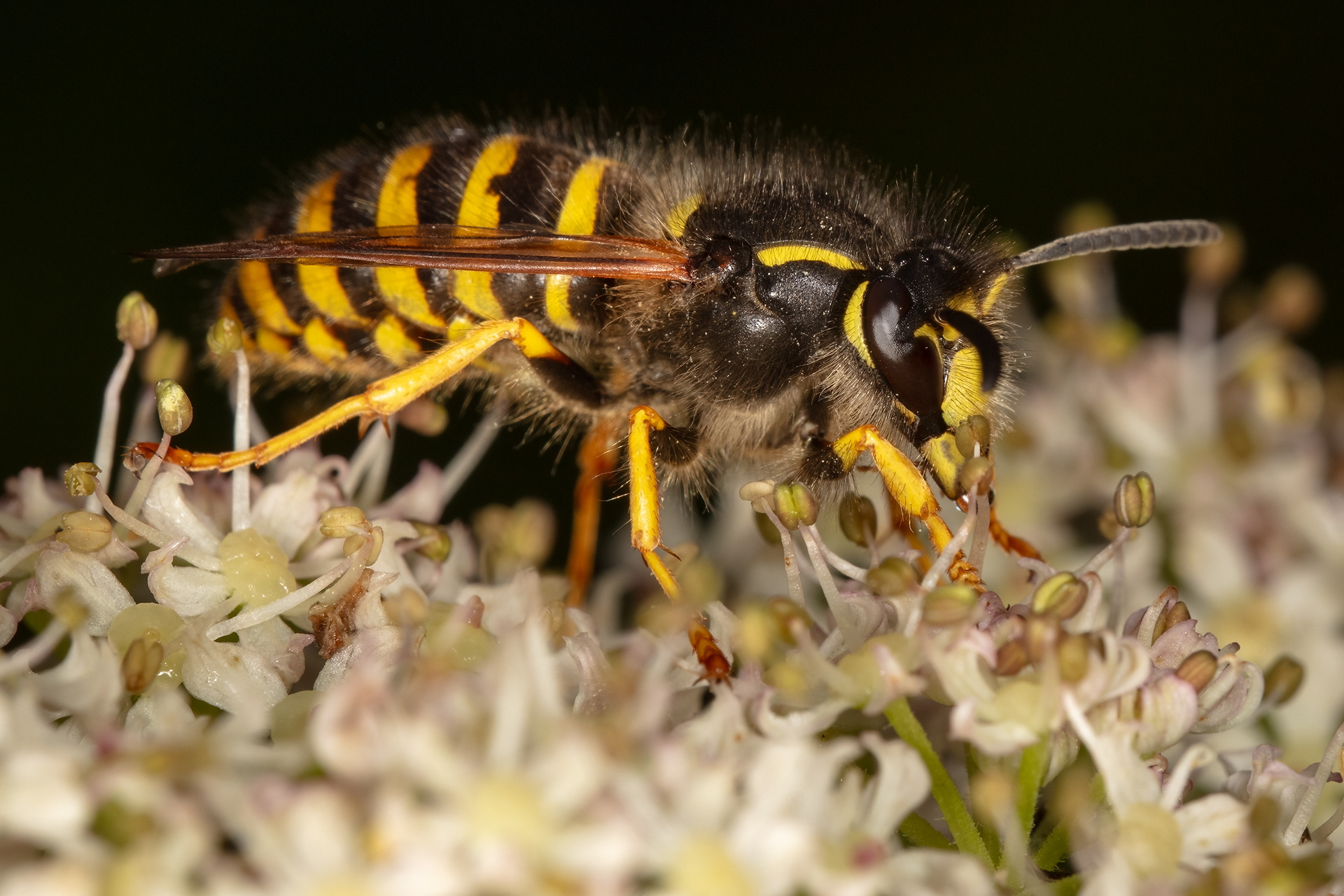 Tree Wasp