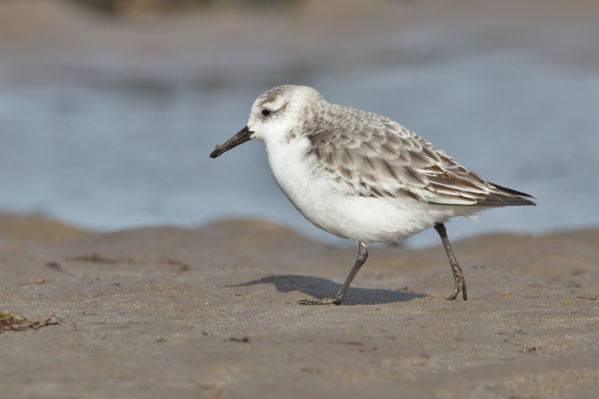 Sanderling