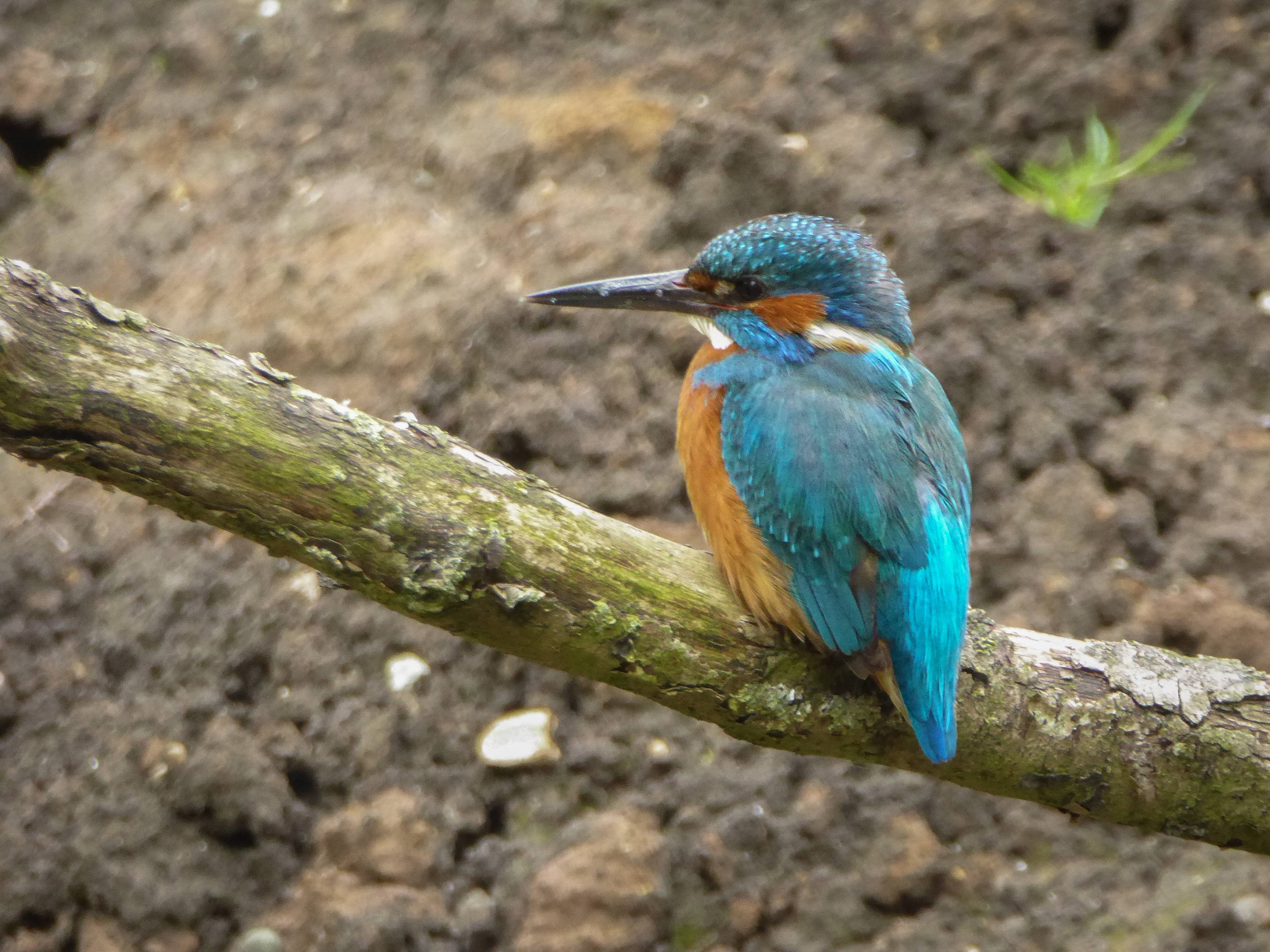 Kingfisher (female)