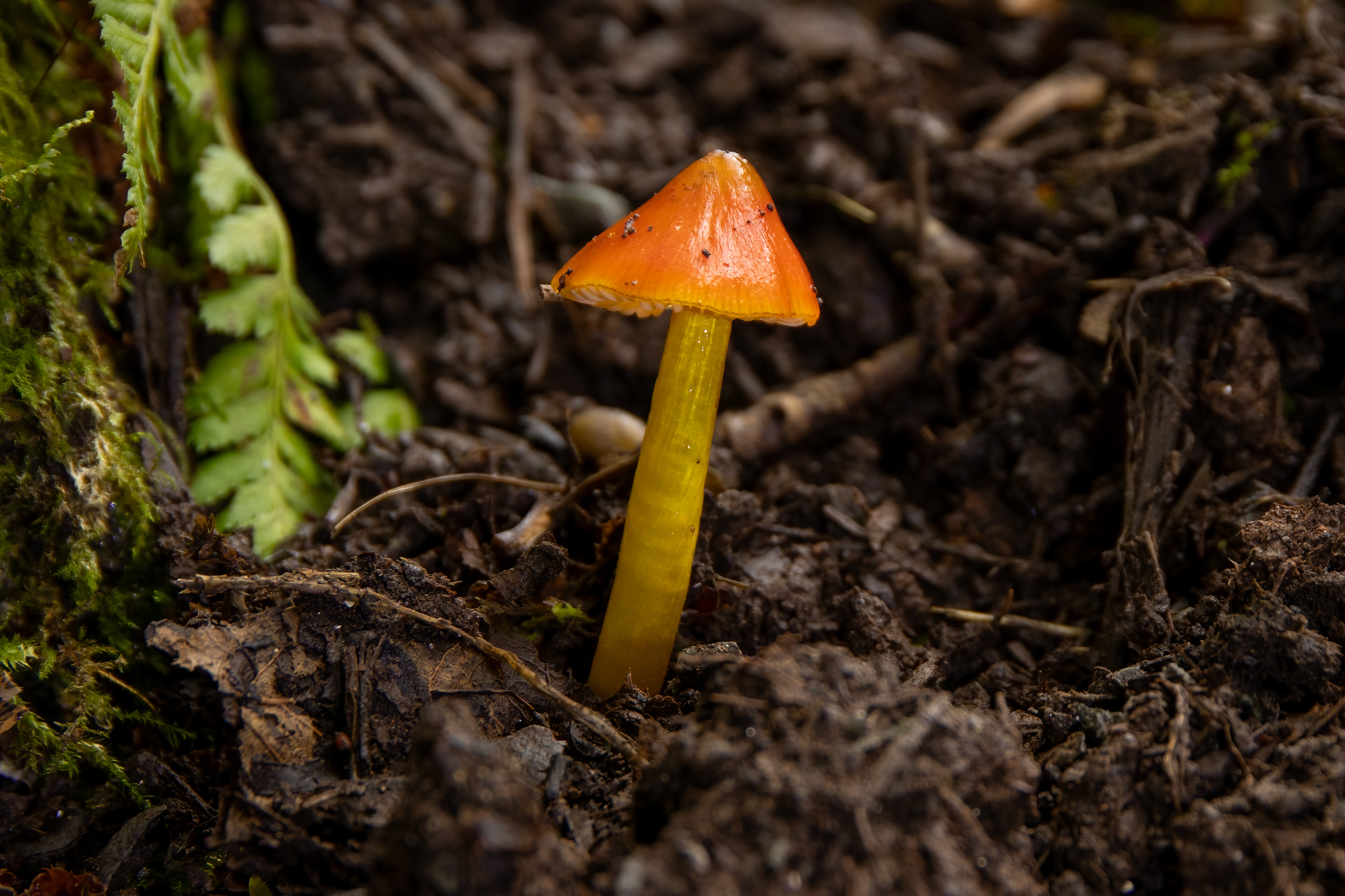 Witches Hat
