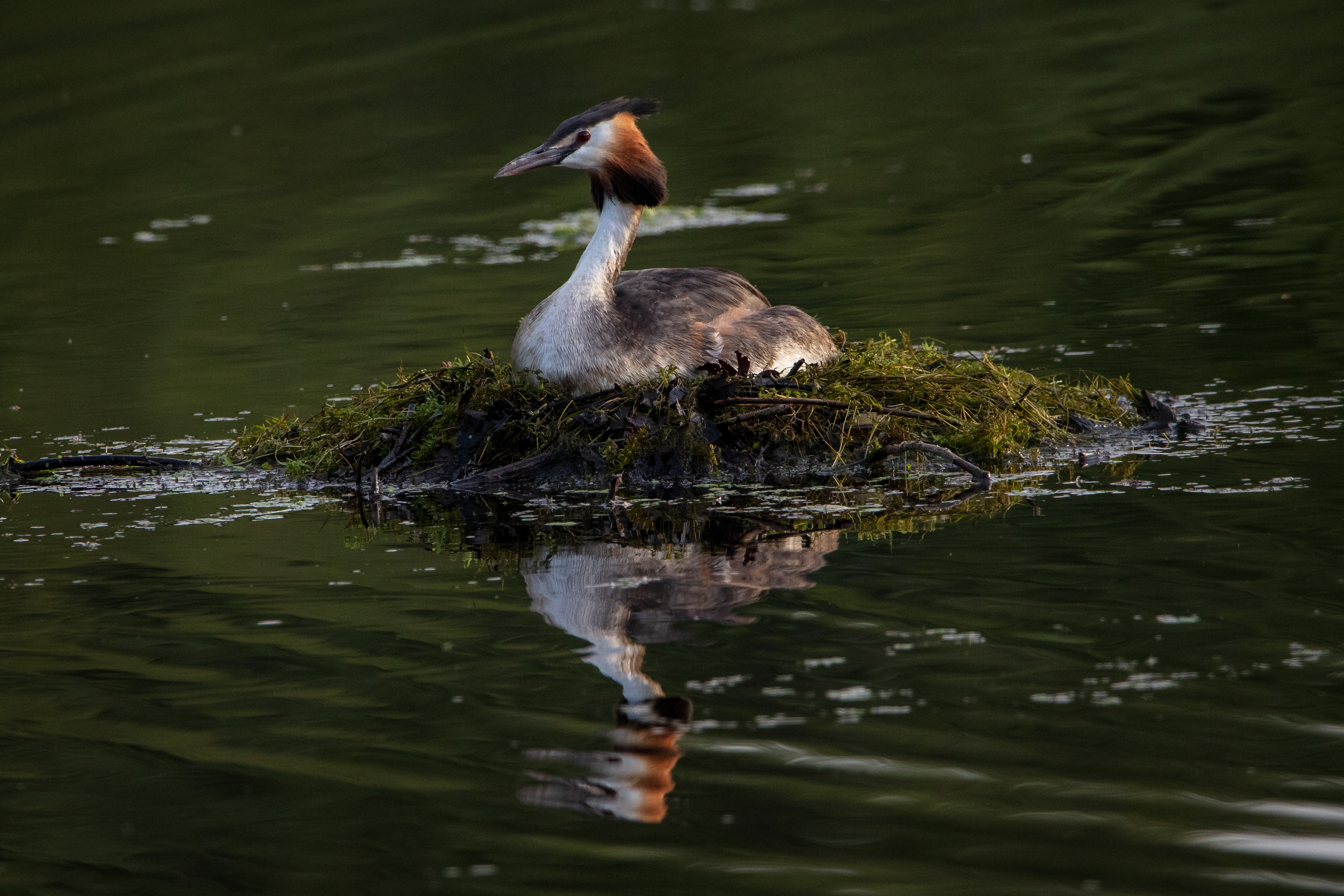 Great Crested Grebe