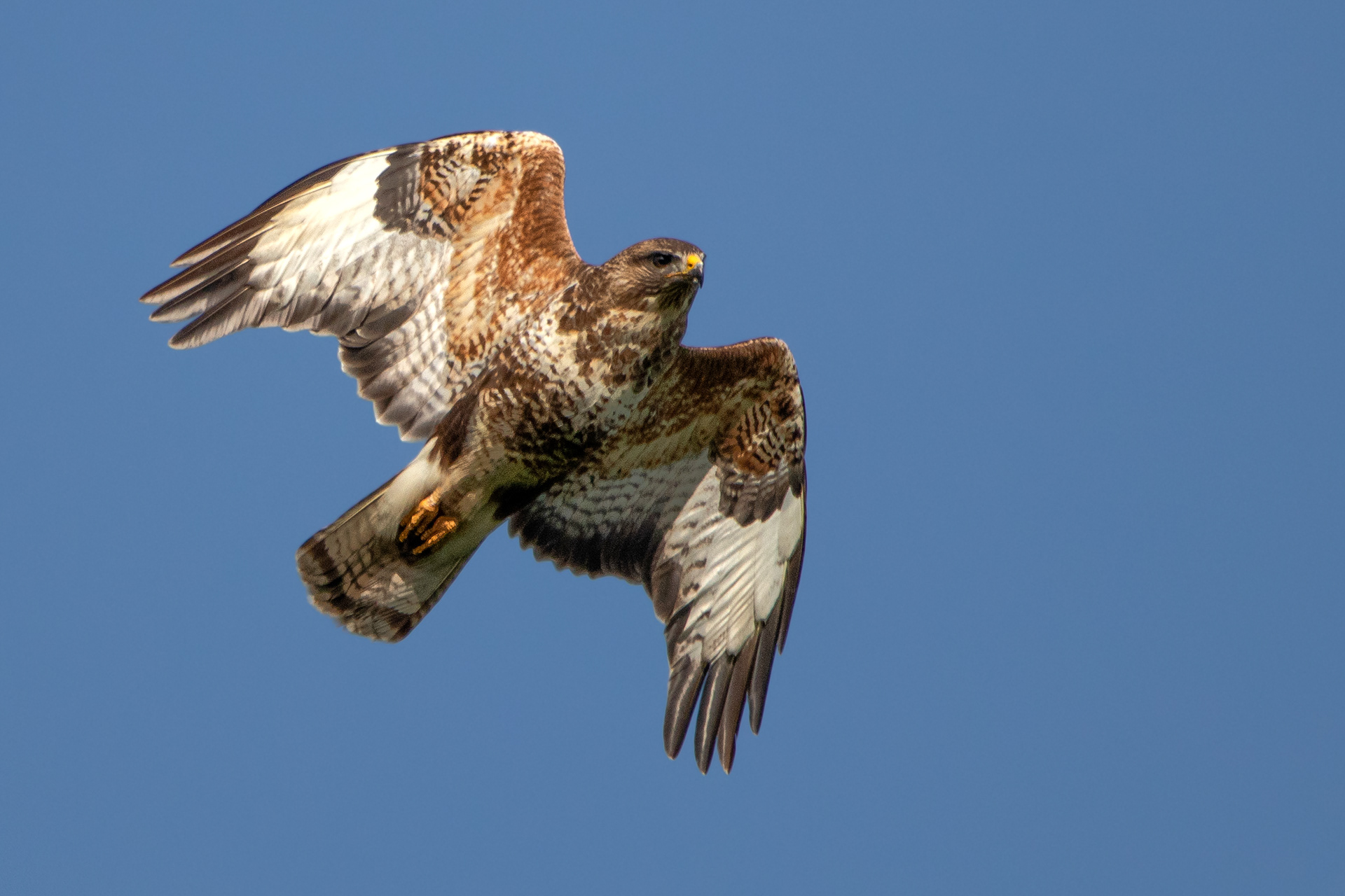 Buzzard