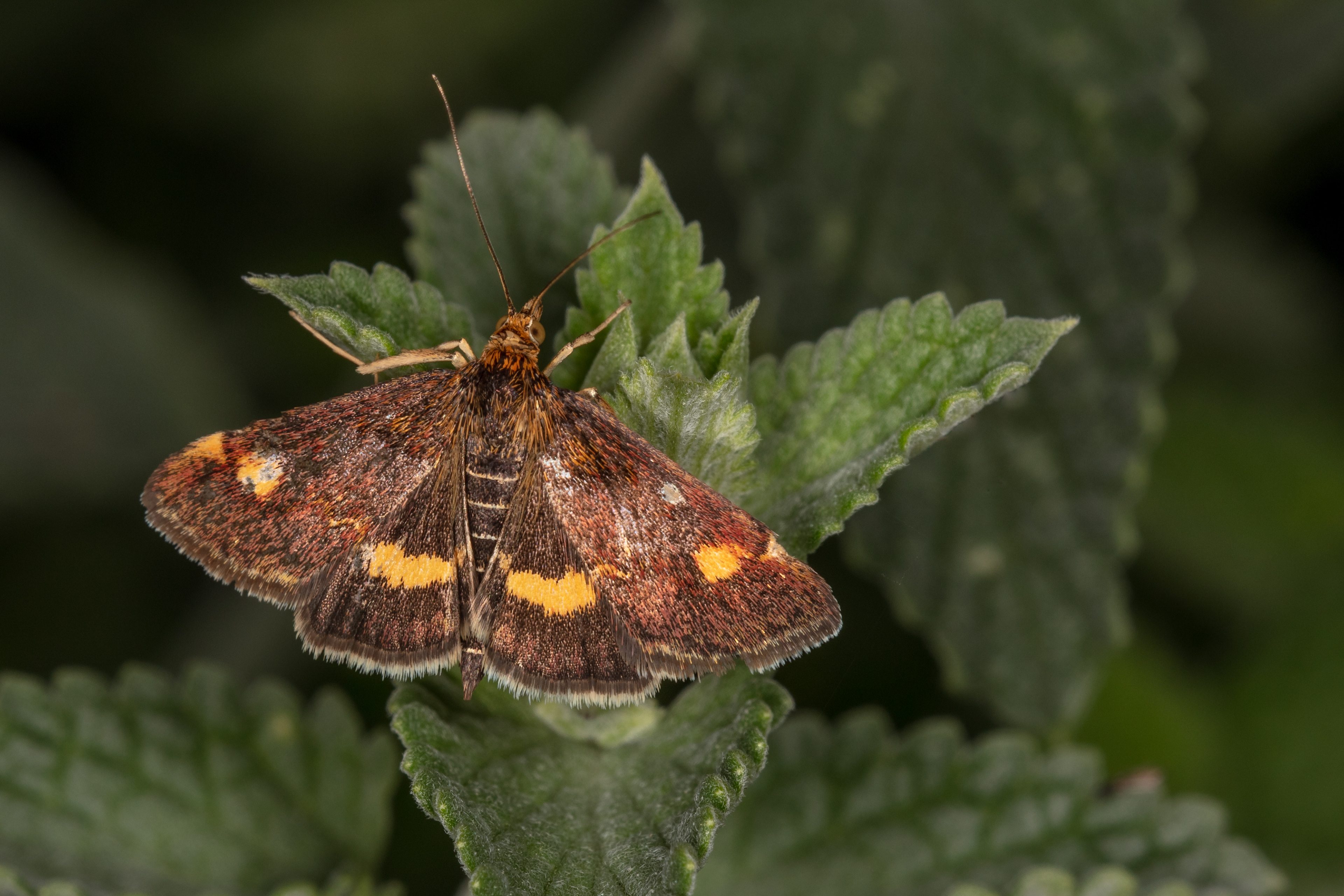 Mint Moth