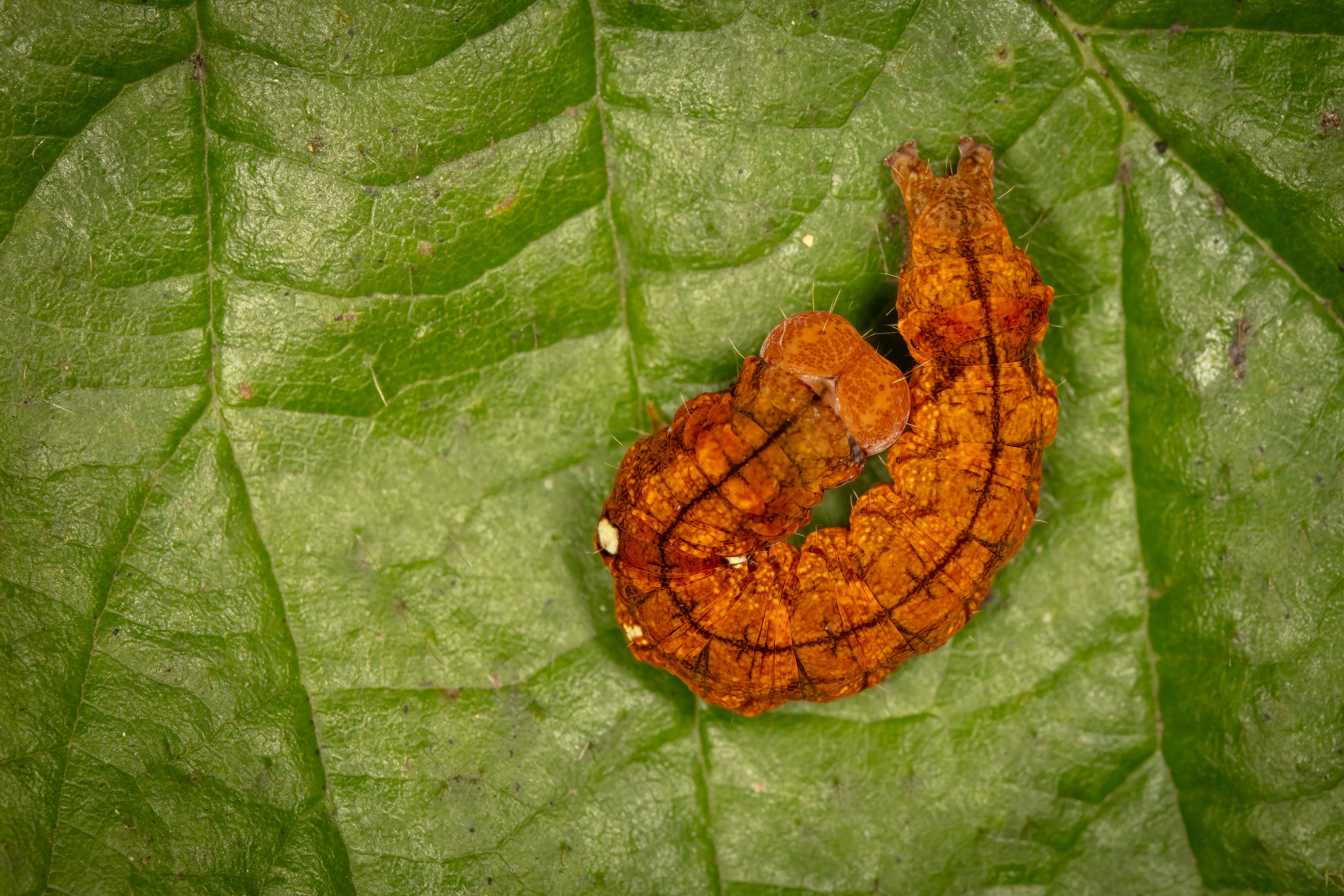 Buff Arches Moth Caterpillar