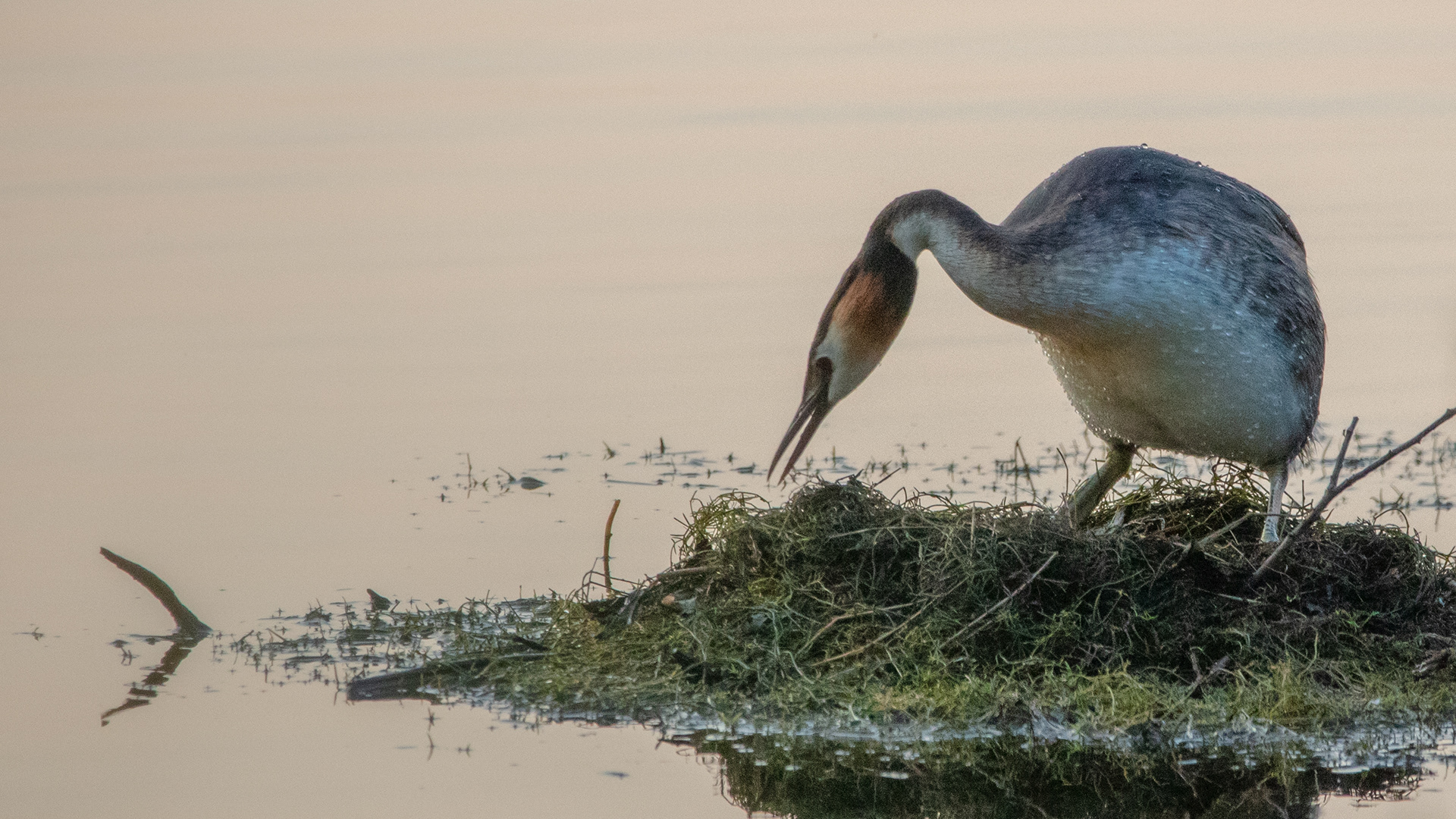 Great Crested Grebe